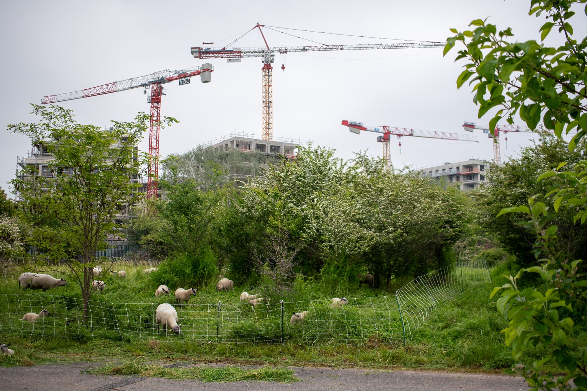sheep and cranes