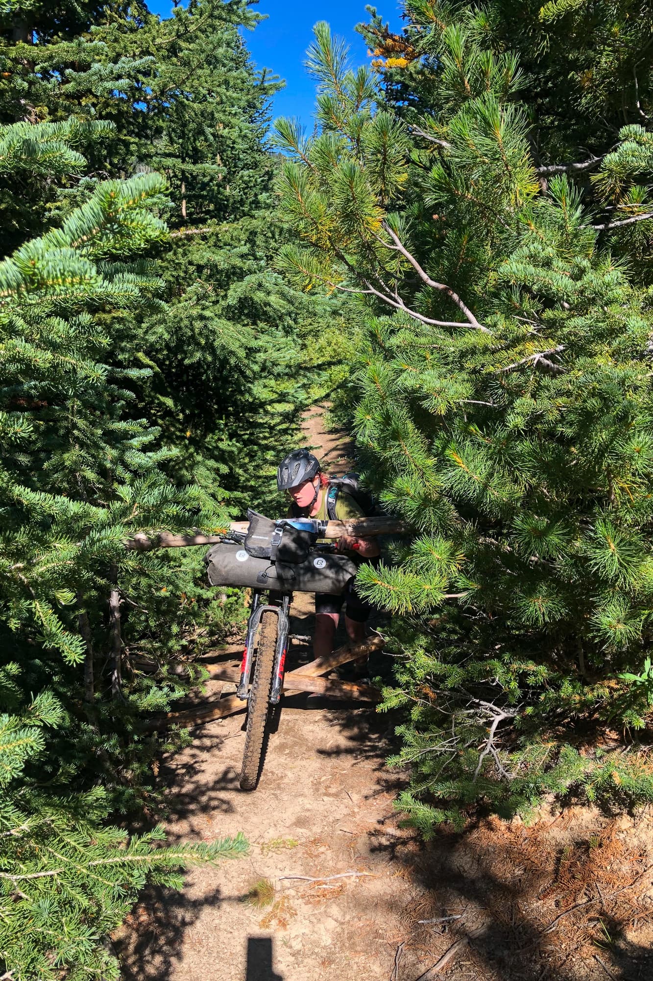 in the trees