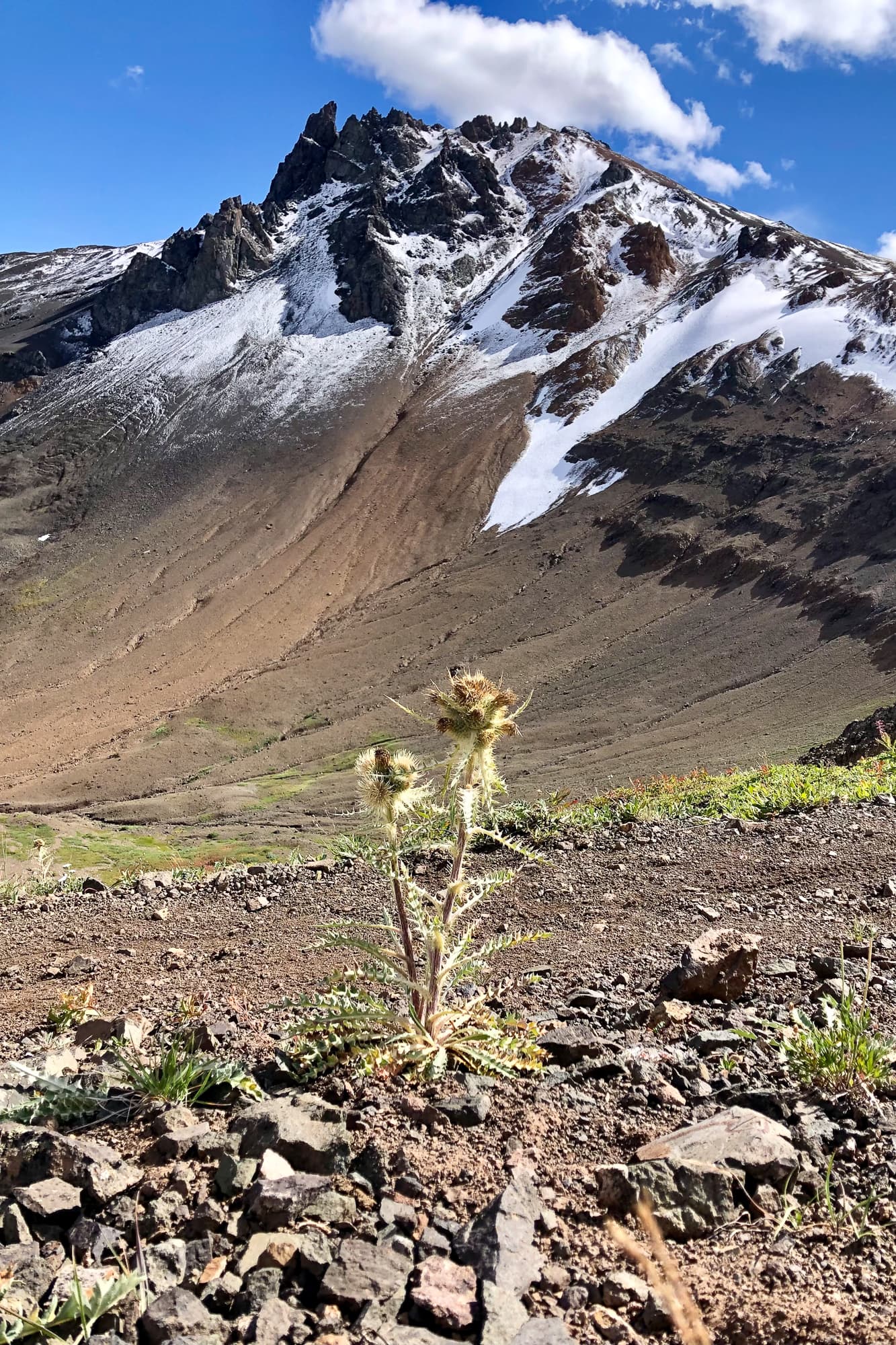 mountain fauna