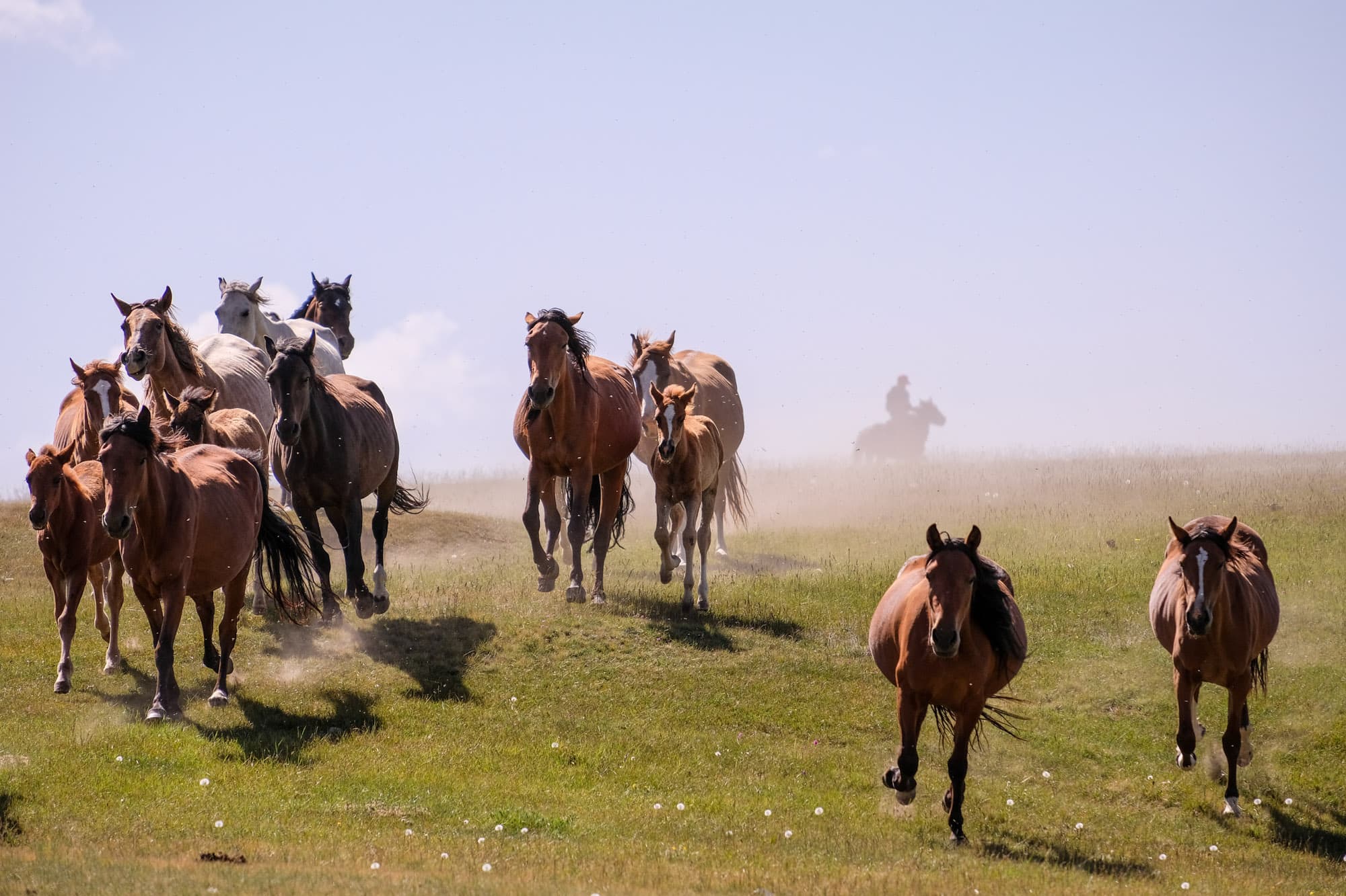 Wild horses.