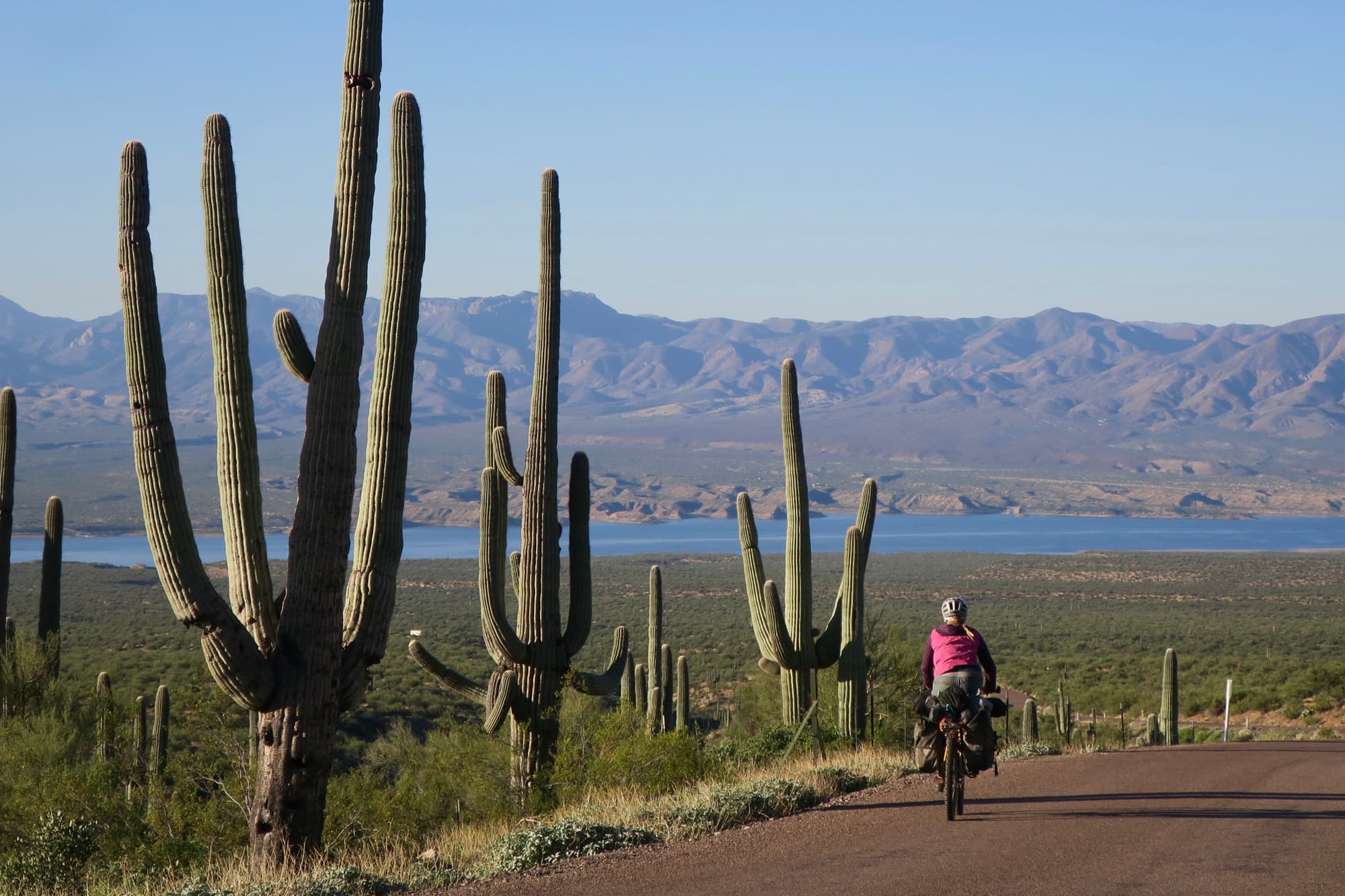 arizona cactii