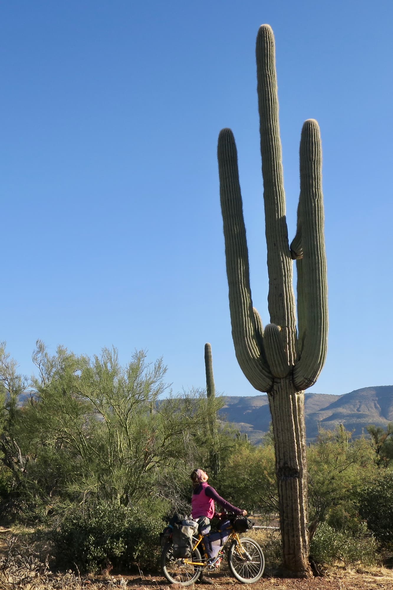 tall cactus