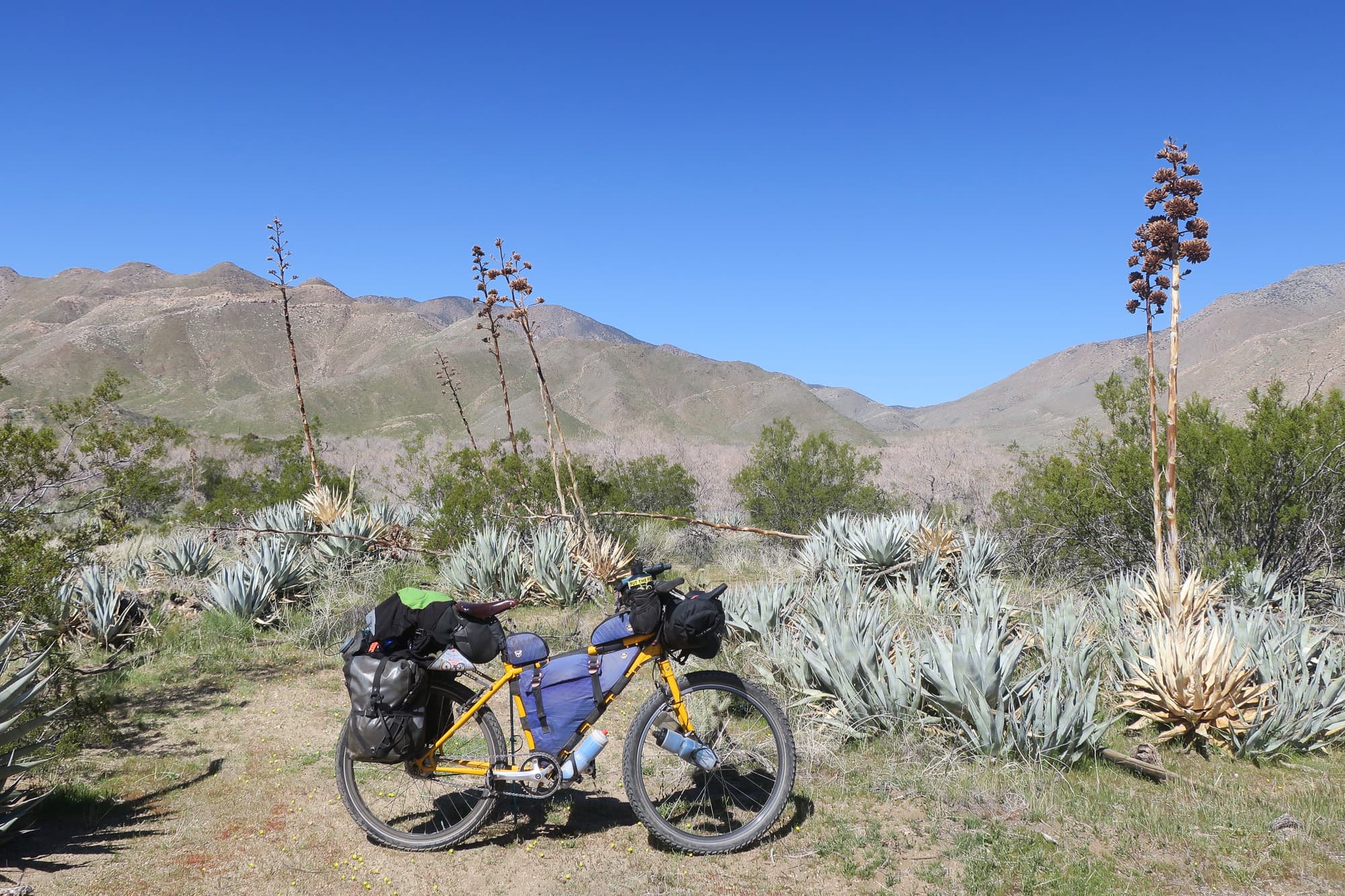 thorn bike in thorns