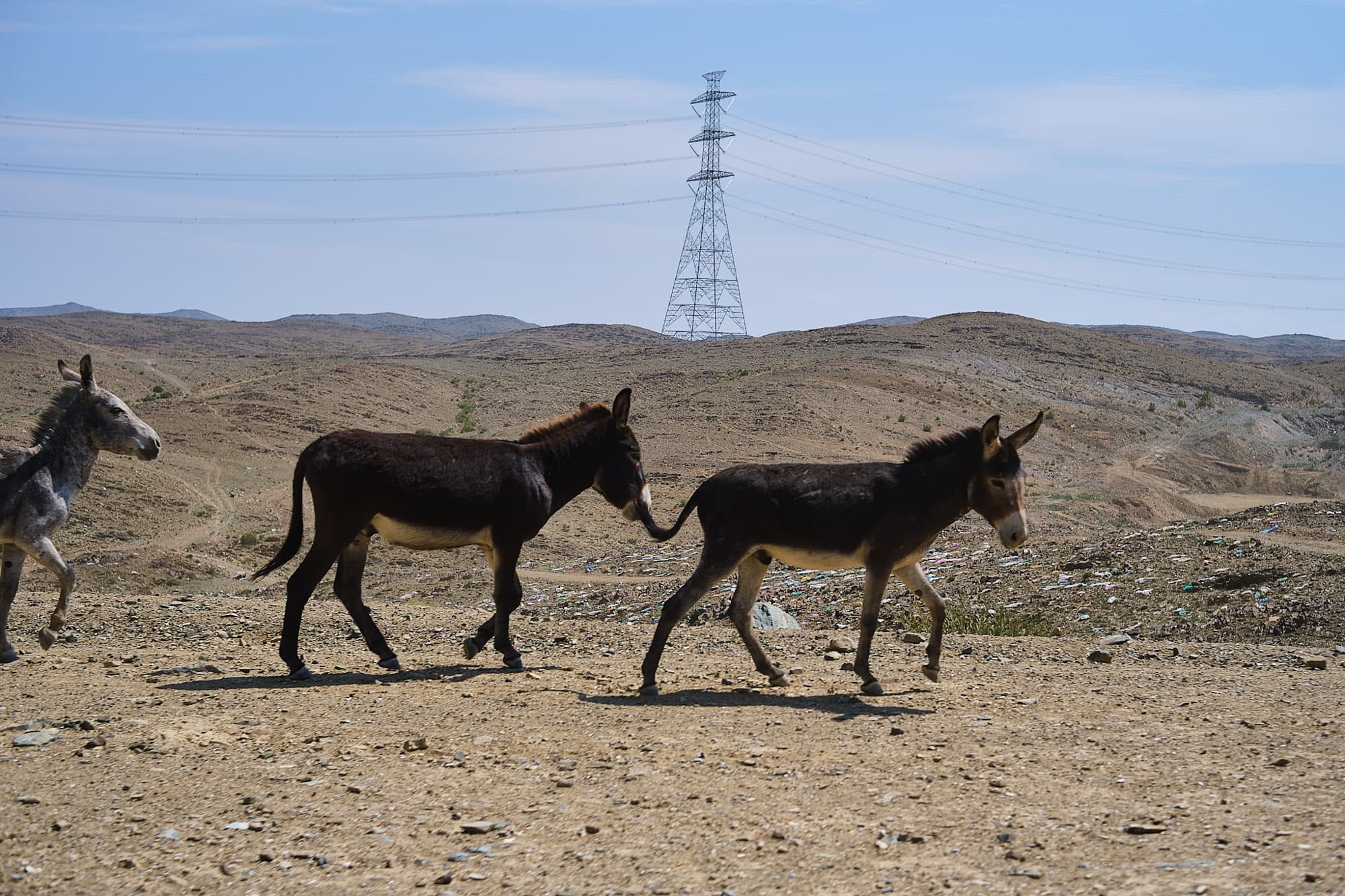 Some donkeys in Saudi.