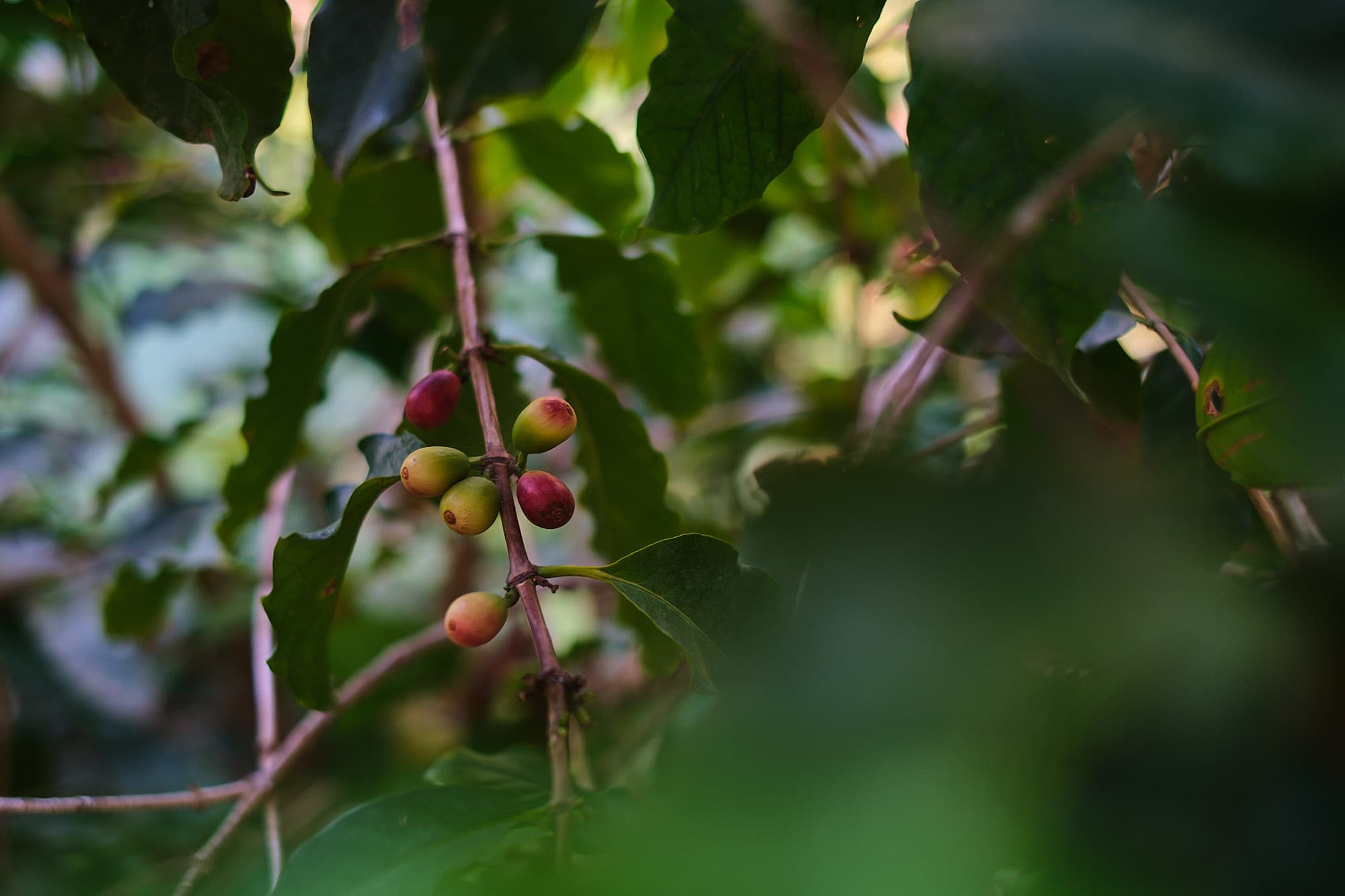 The berries on the tree.