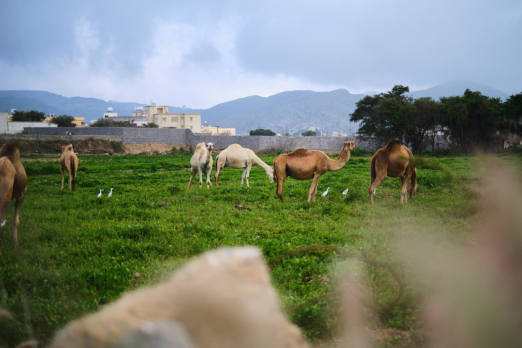 Some grazing camels.
