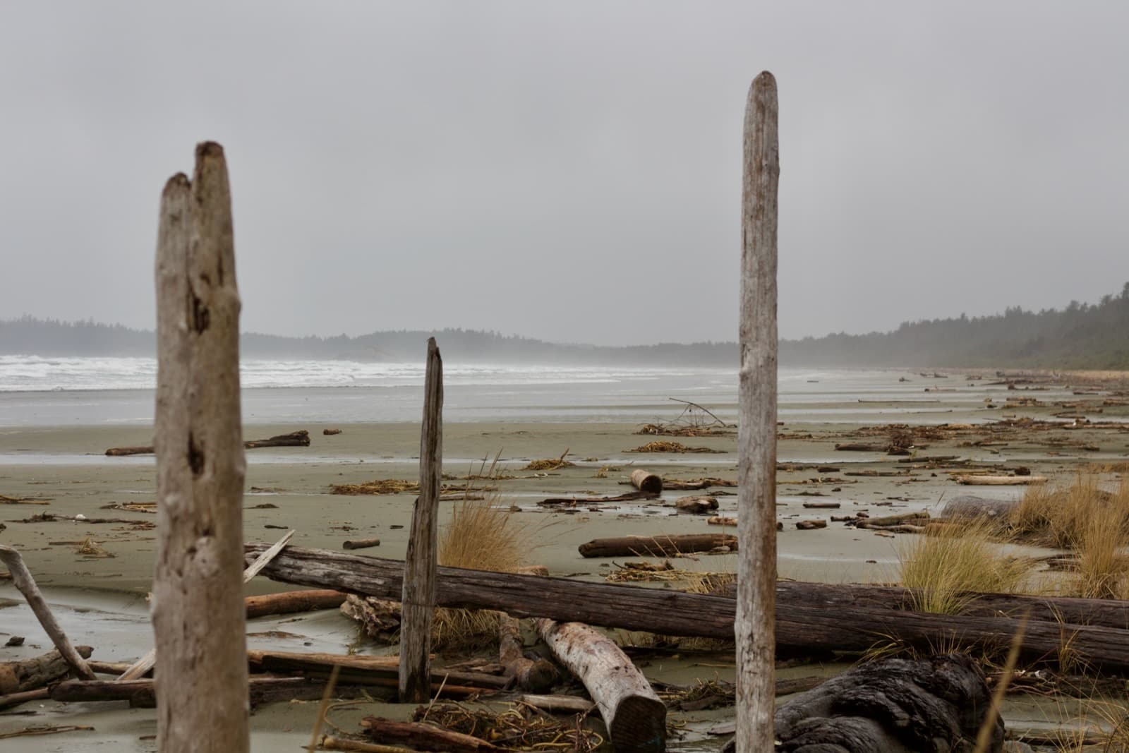 long beach logs