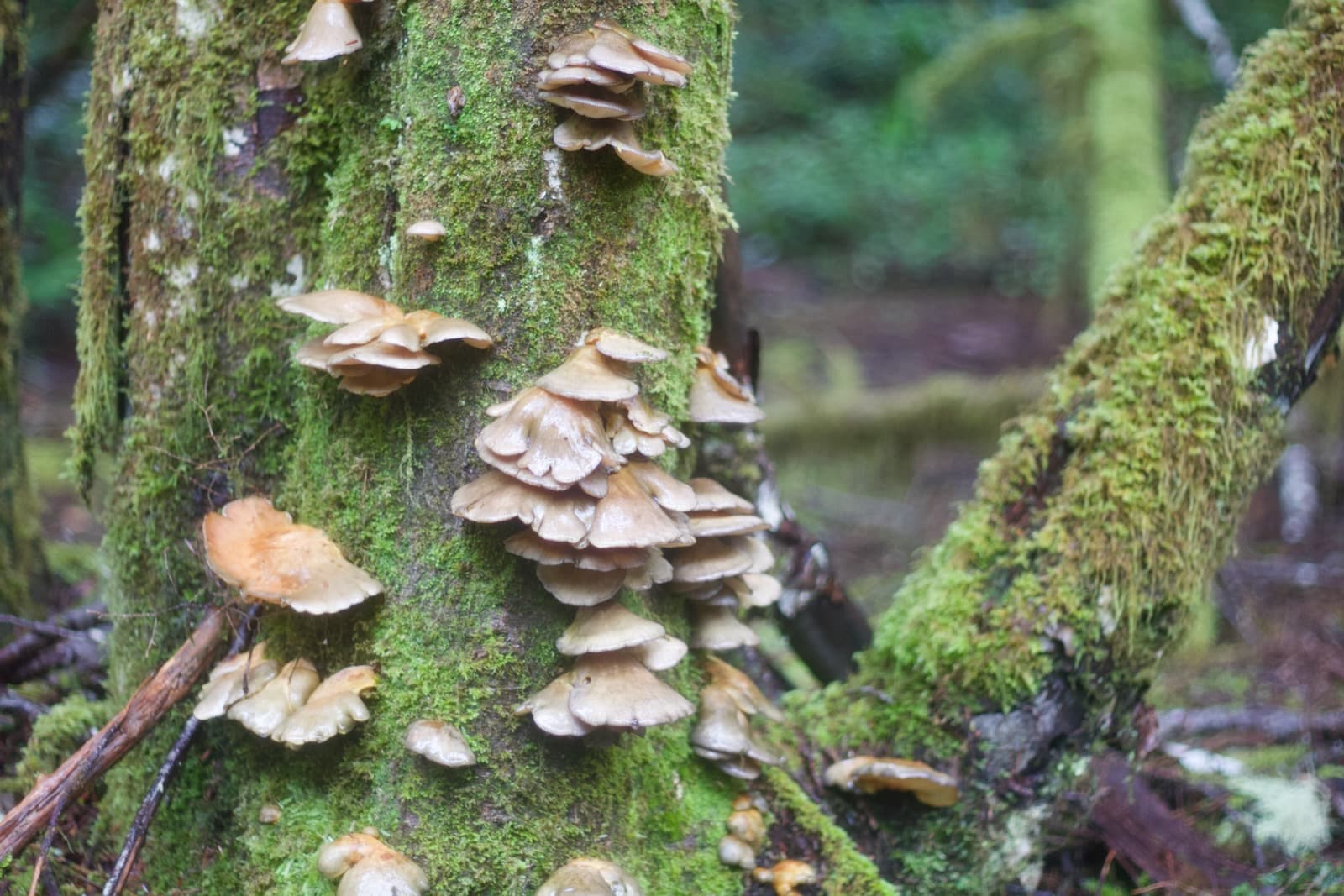 mushrooms on tree