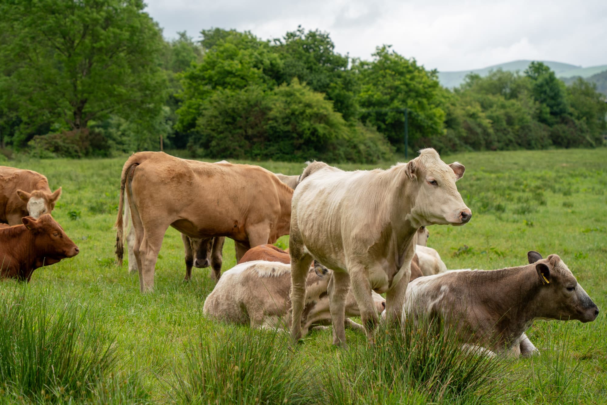 Some Welsh cows.