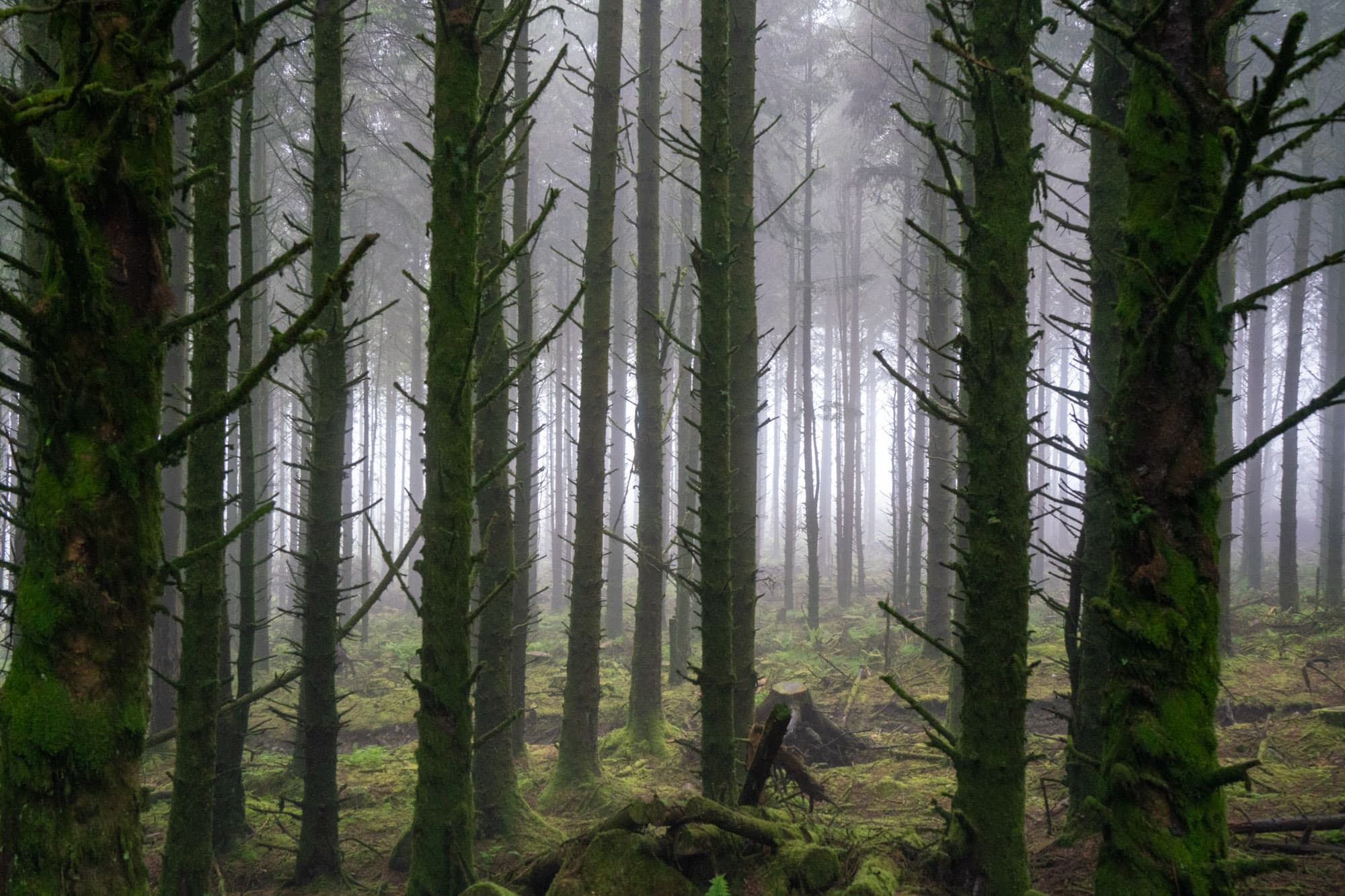 Some misty and spooky looking trees.