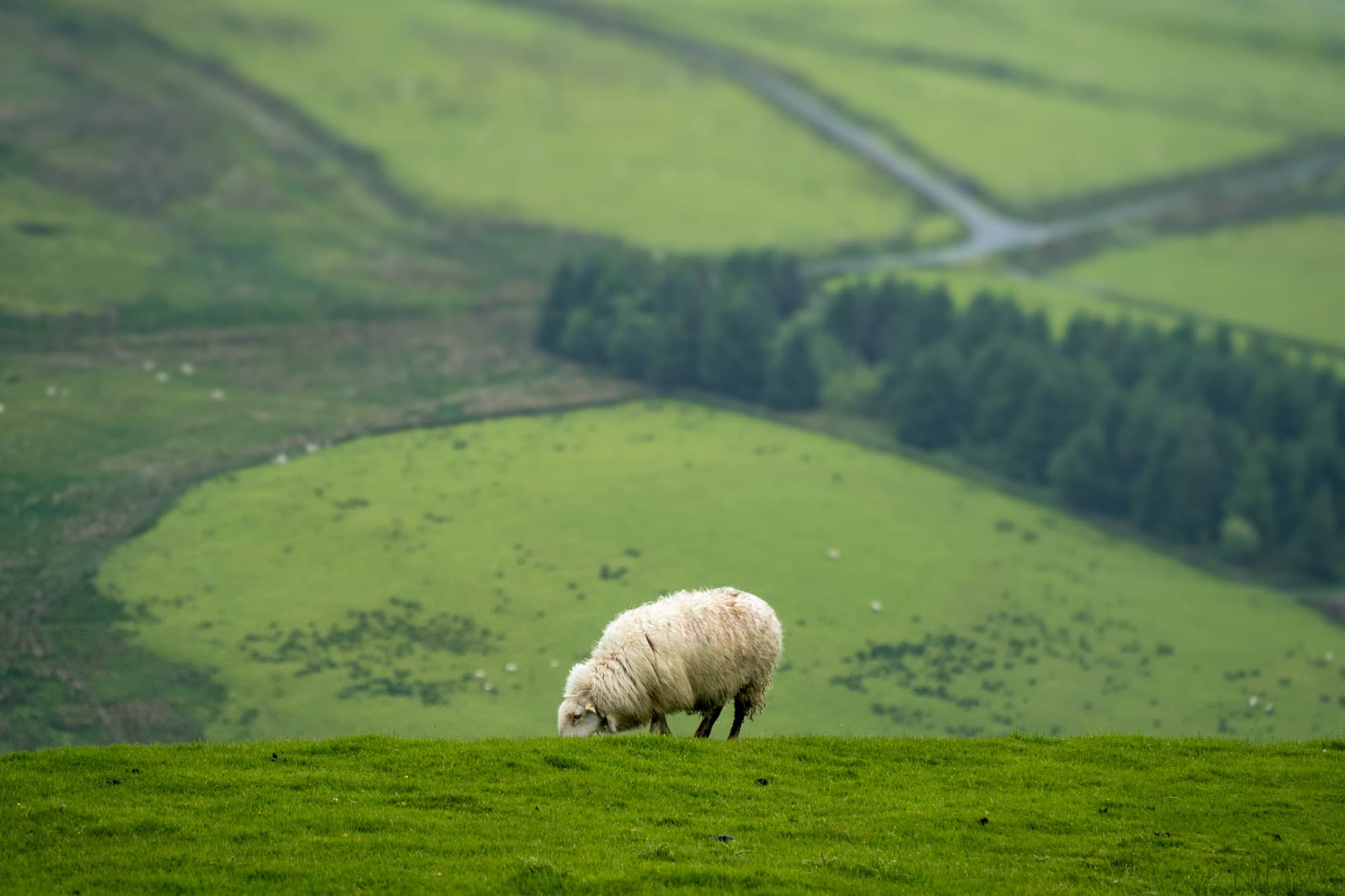 A sheep with fields in the distance.