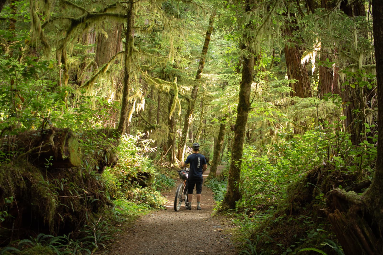 old growth forest