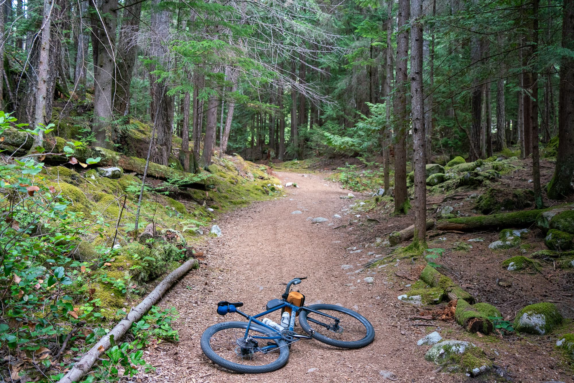 loam covered trail