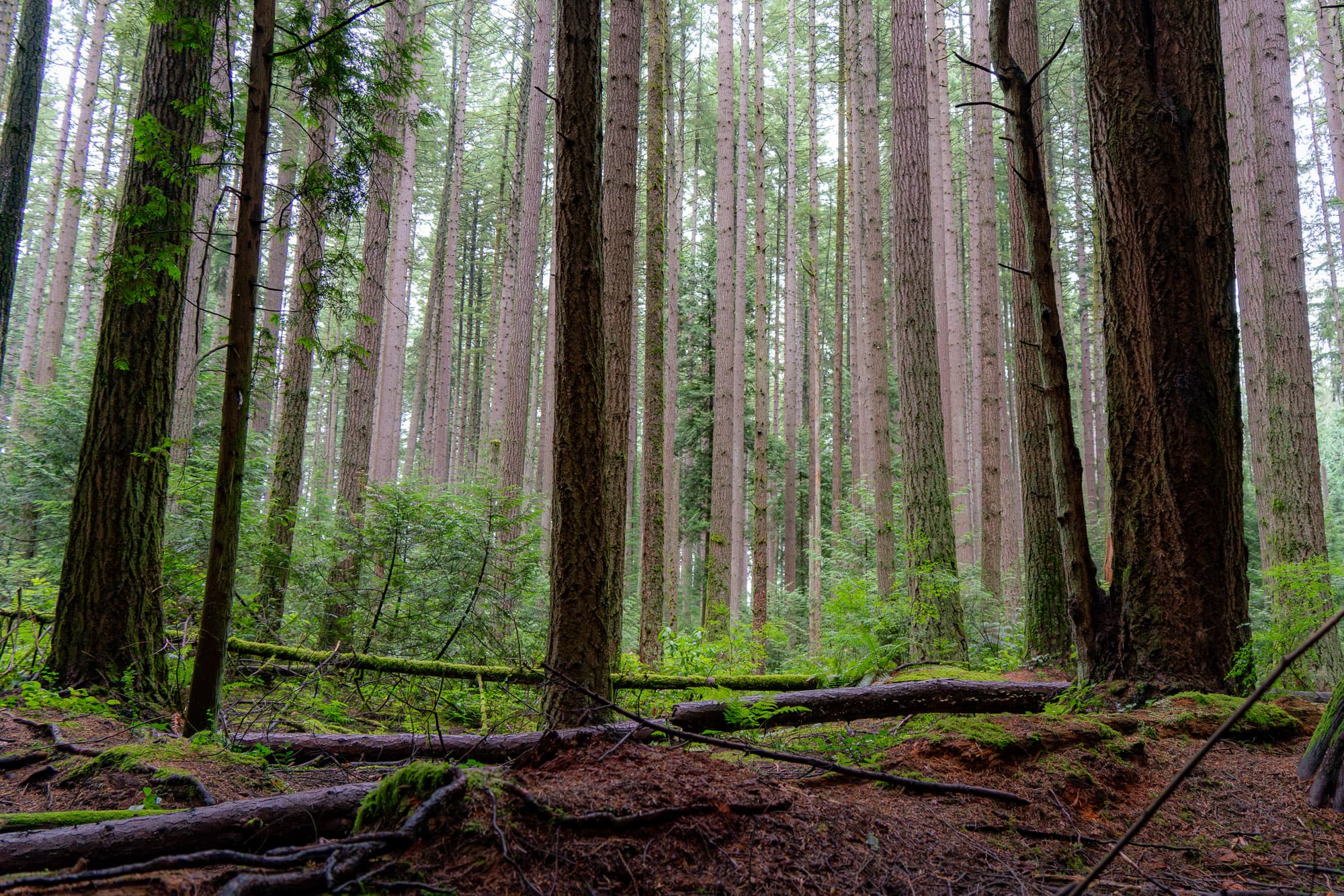 old growth