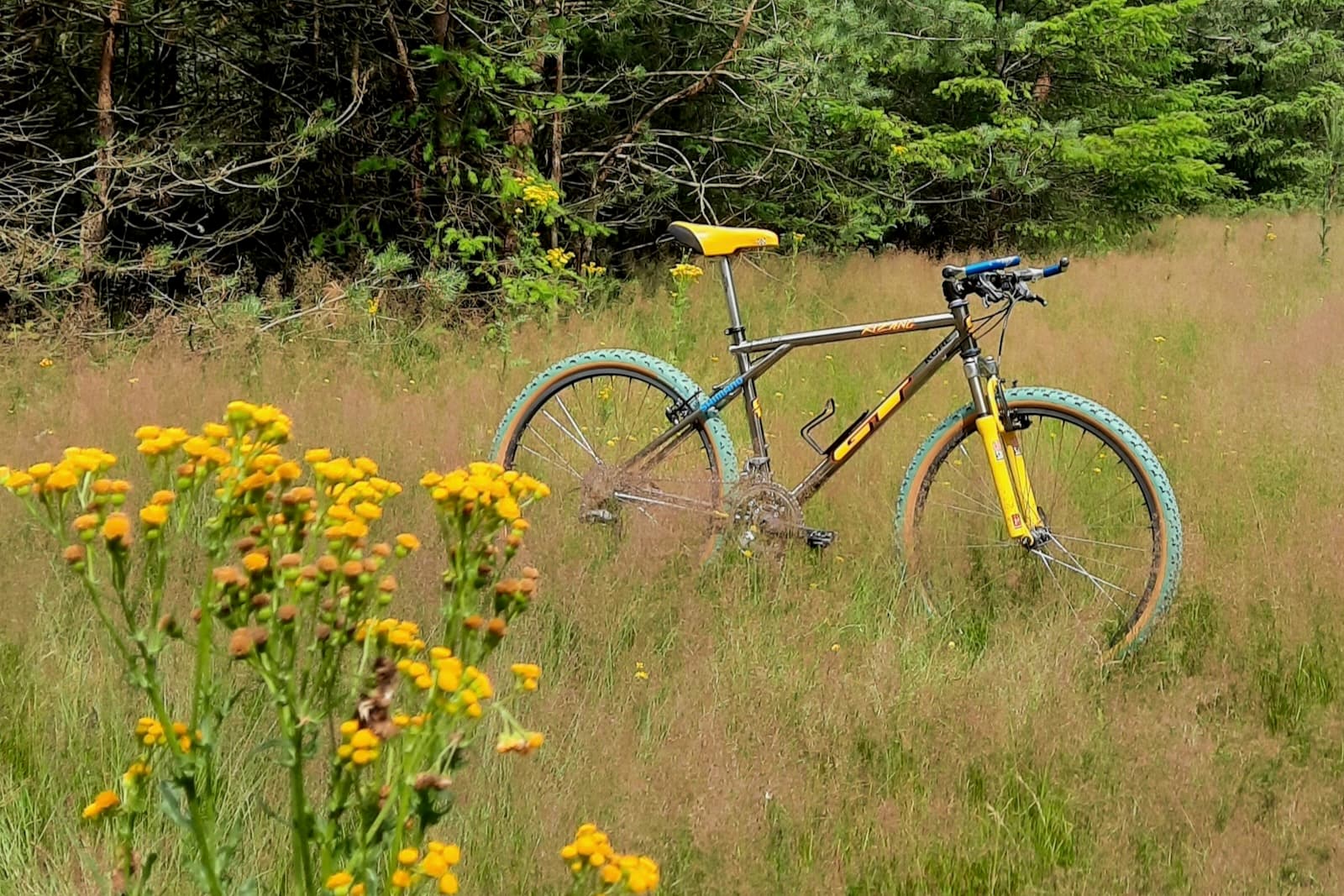 gt xizang in field