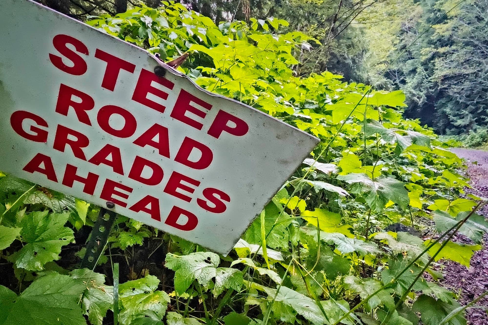 Steep road grades ahead sign leaning into the roadside brush