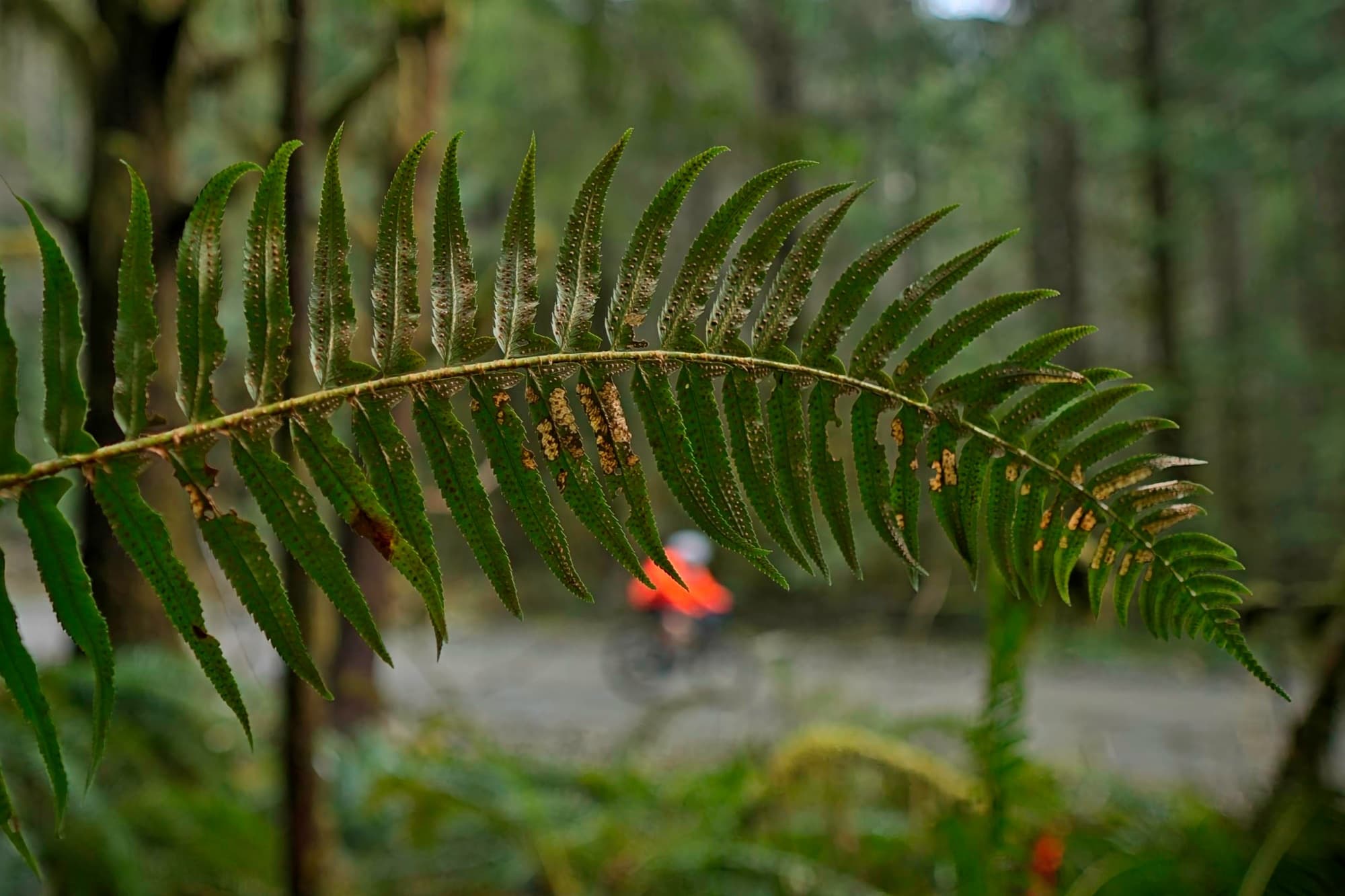 A fern frond framing a passing rider in the mossy understory