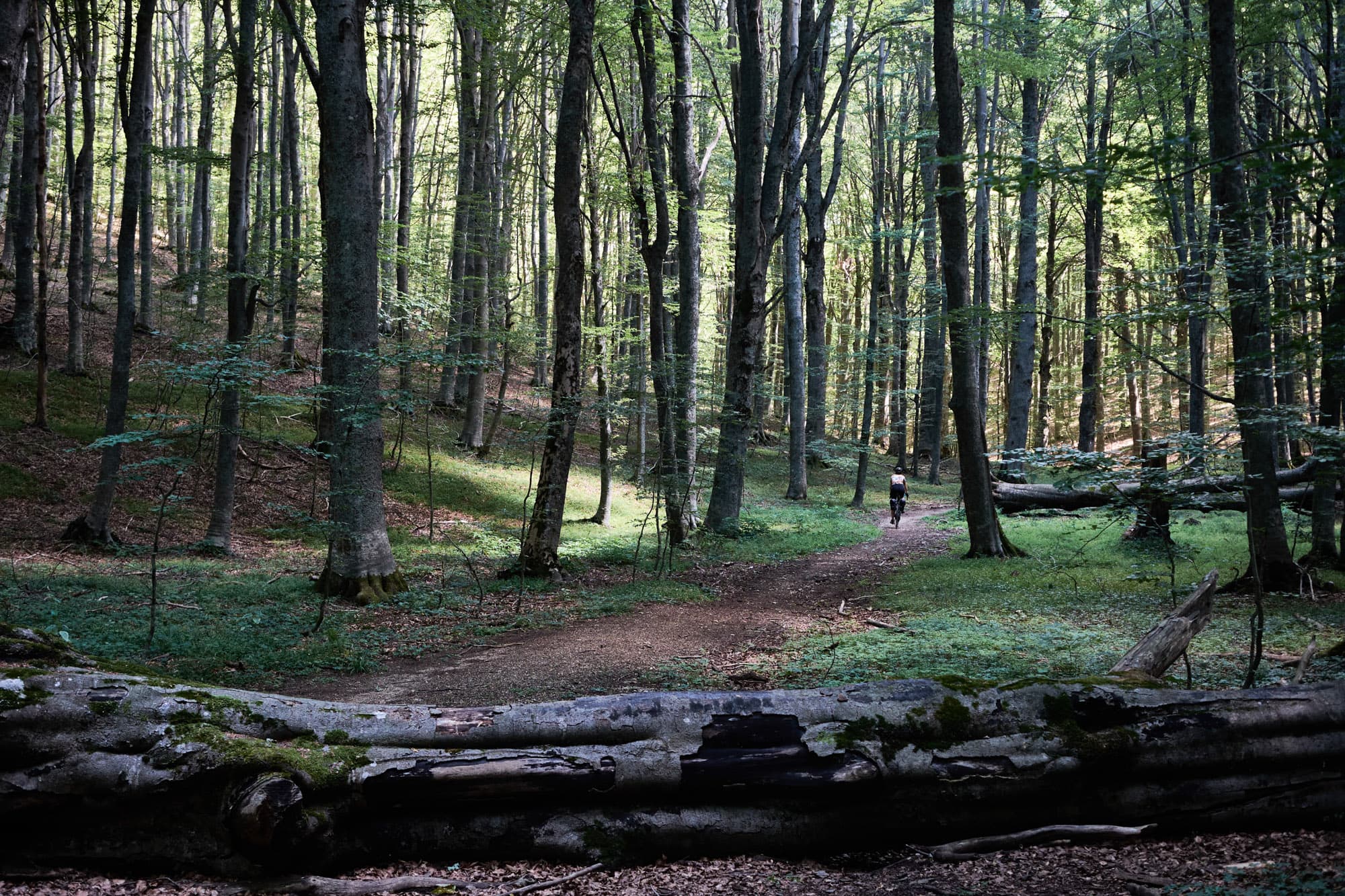 Bikepacking in the forest.