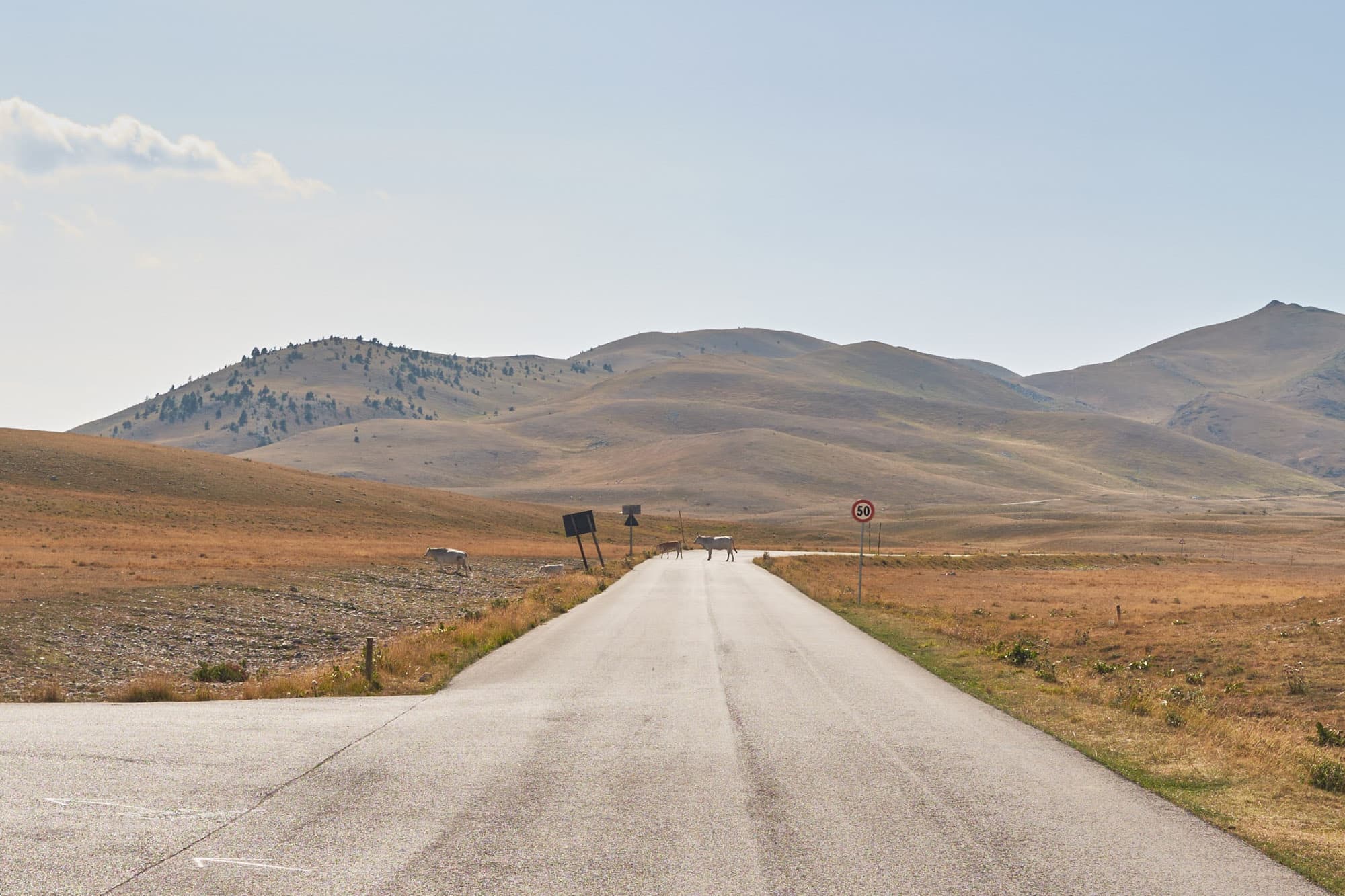 A cow on the road.