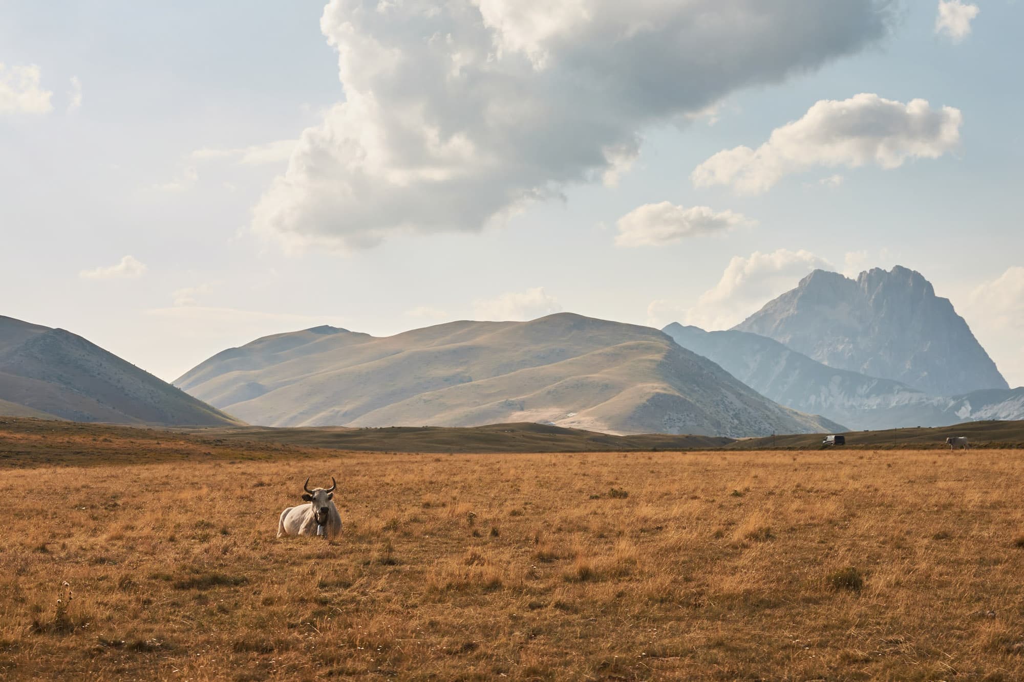 A cow in the fields.