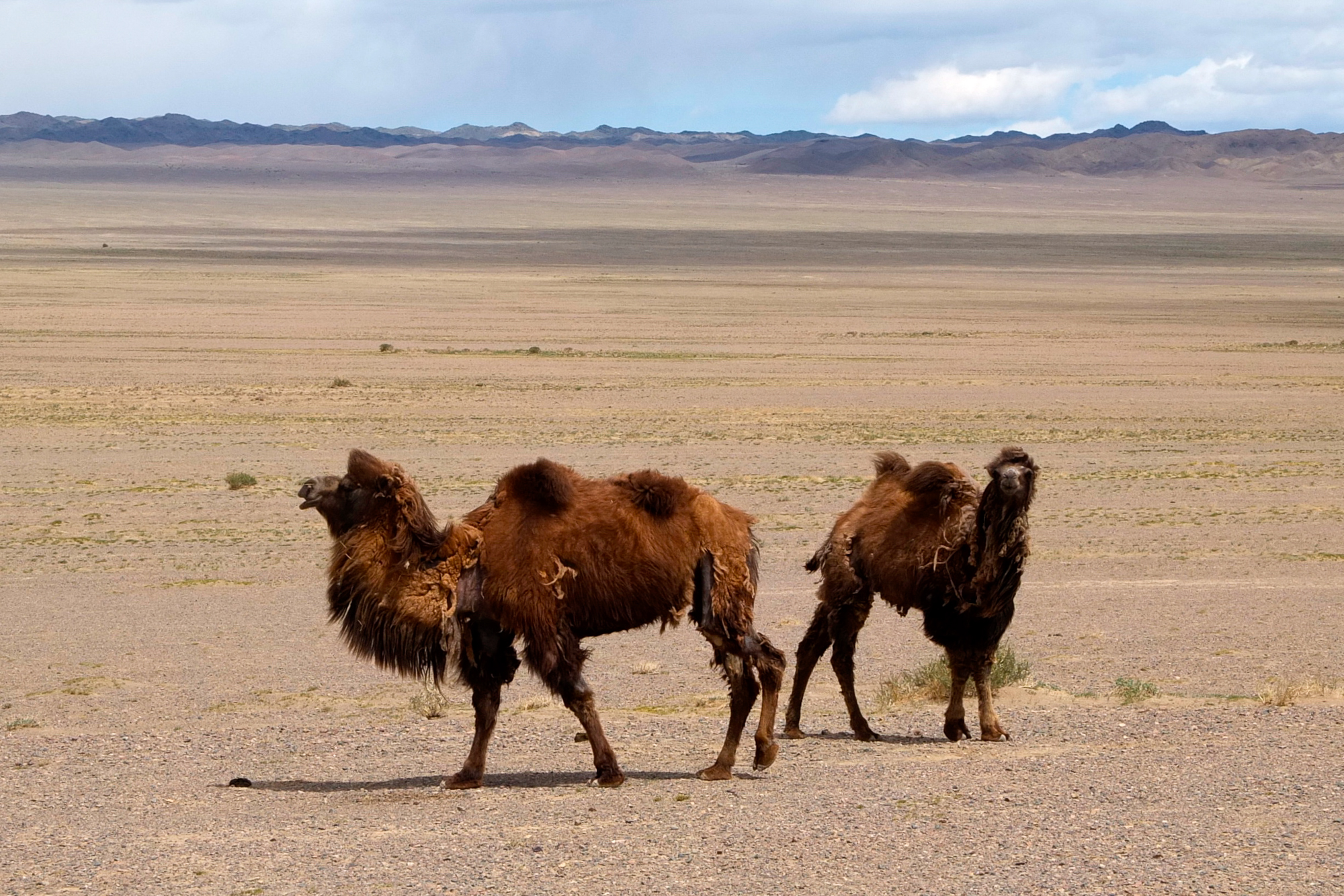 asian camels