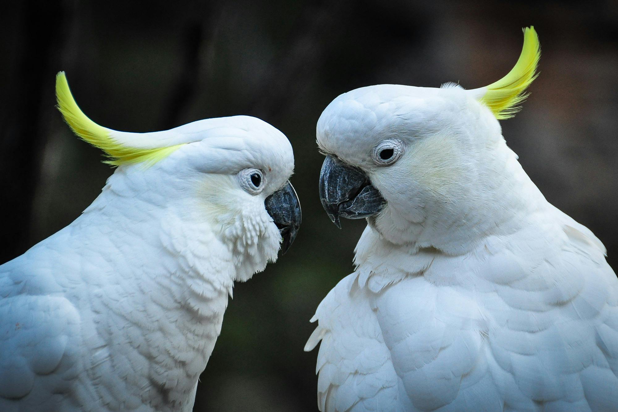 Cuckatoos in Australia.