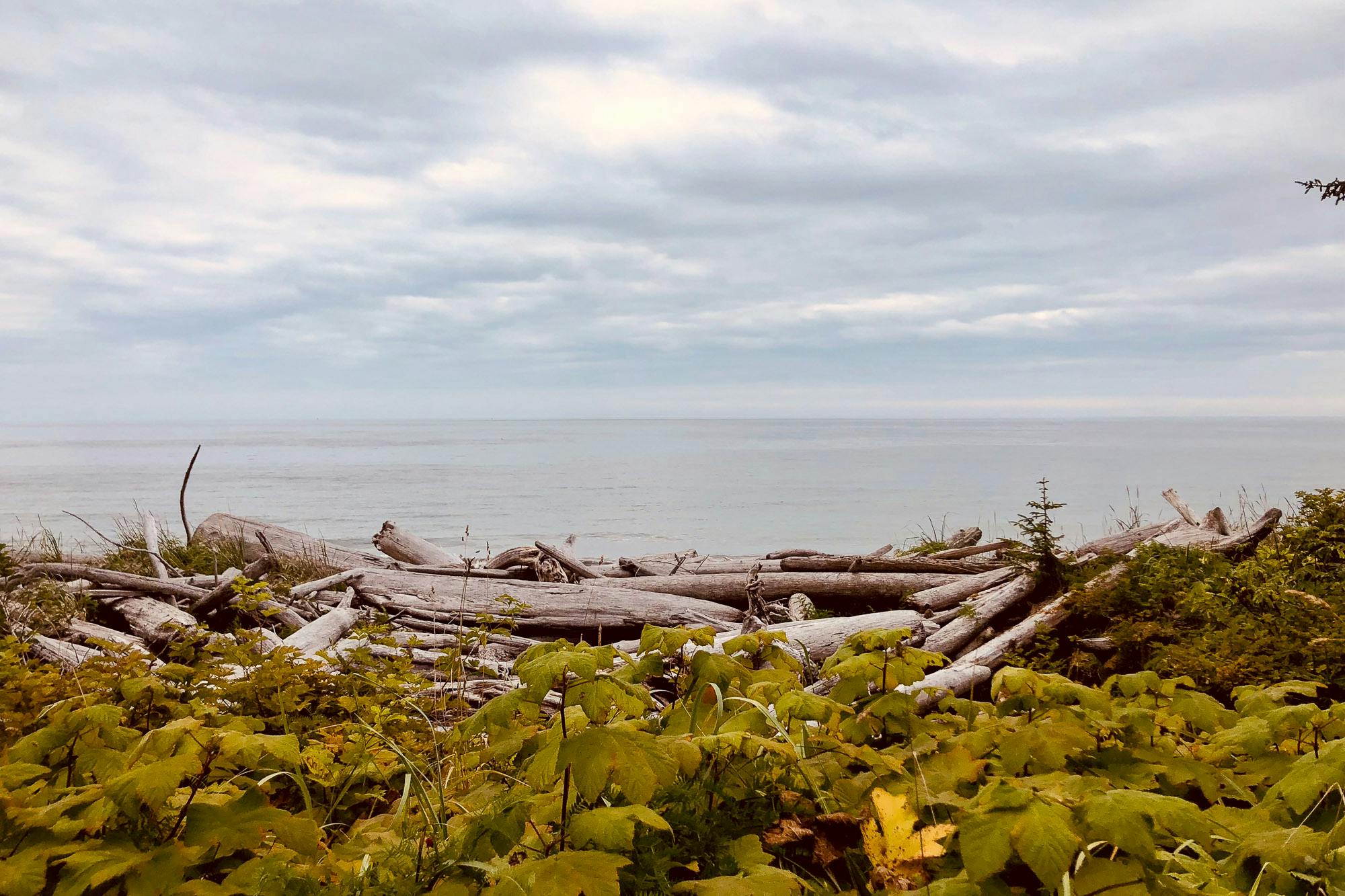 Drift wood collects on a Haida Gwaii beach.