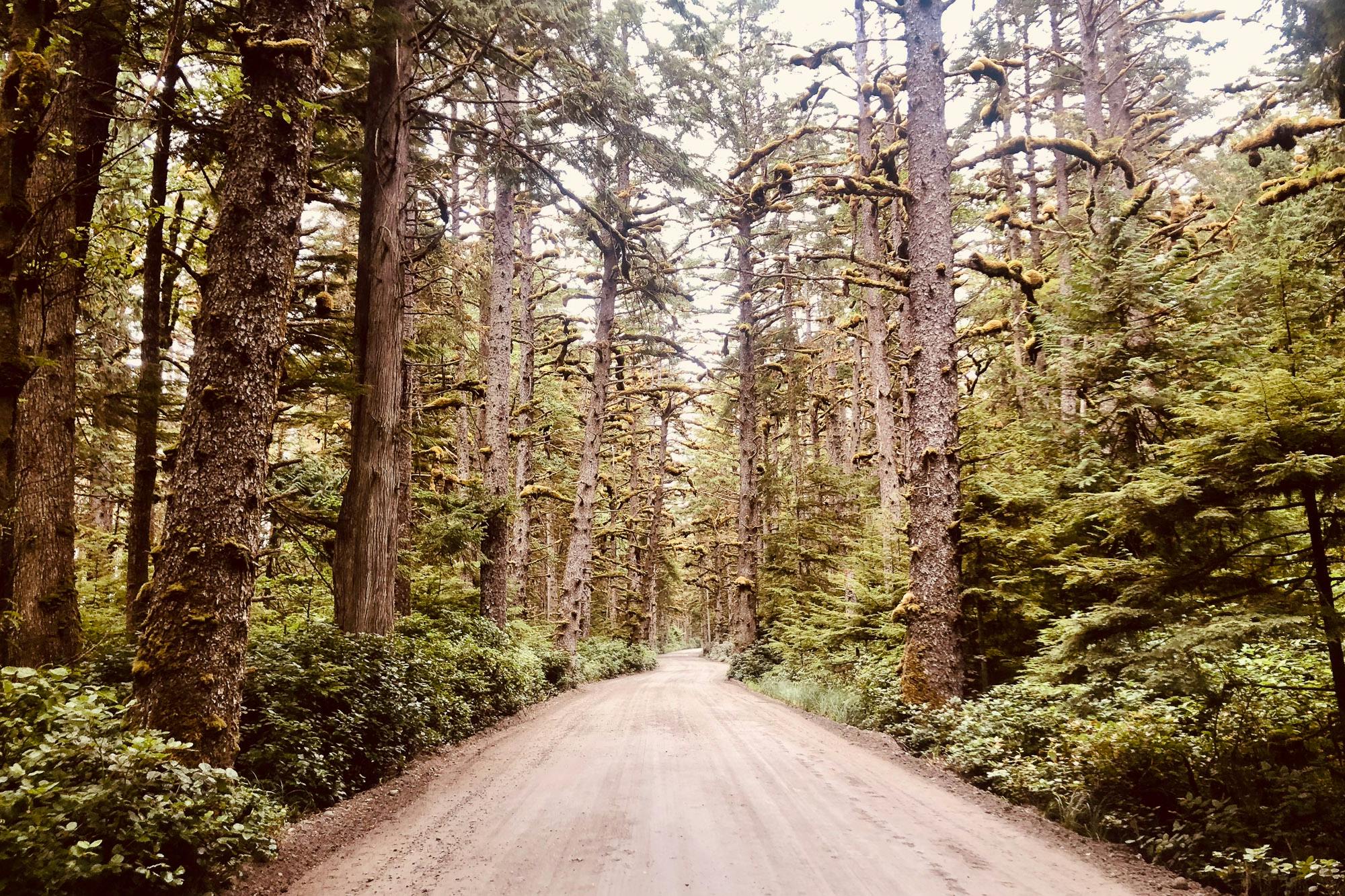 A typical dirt road on Haida Gwaii.