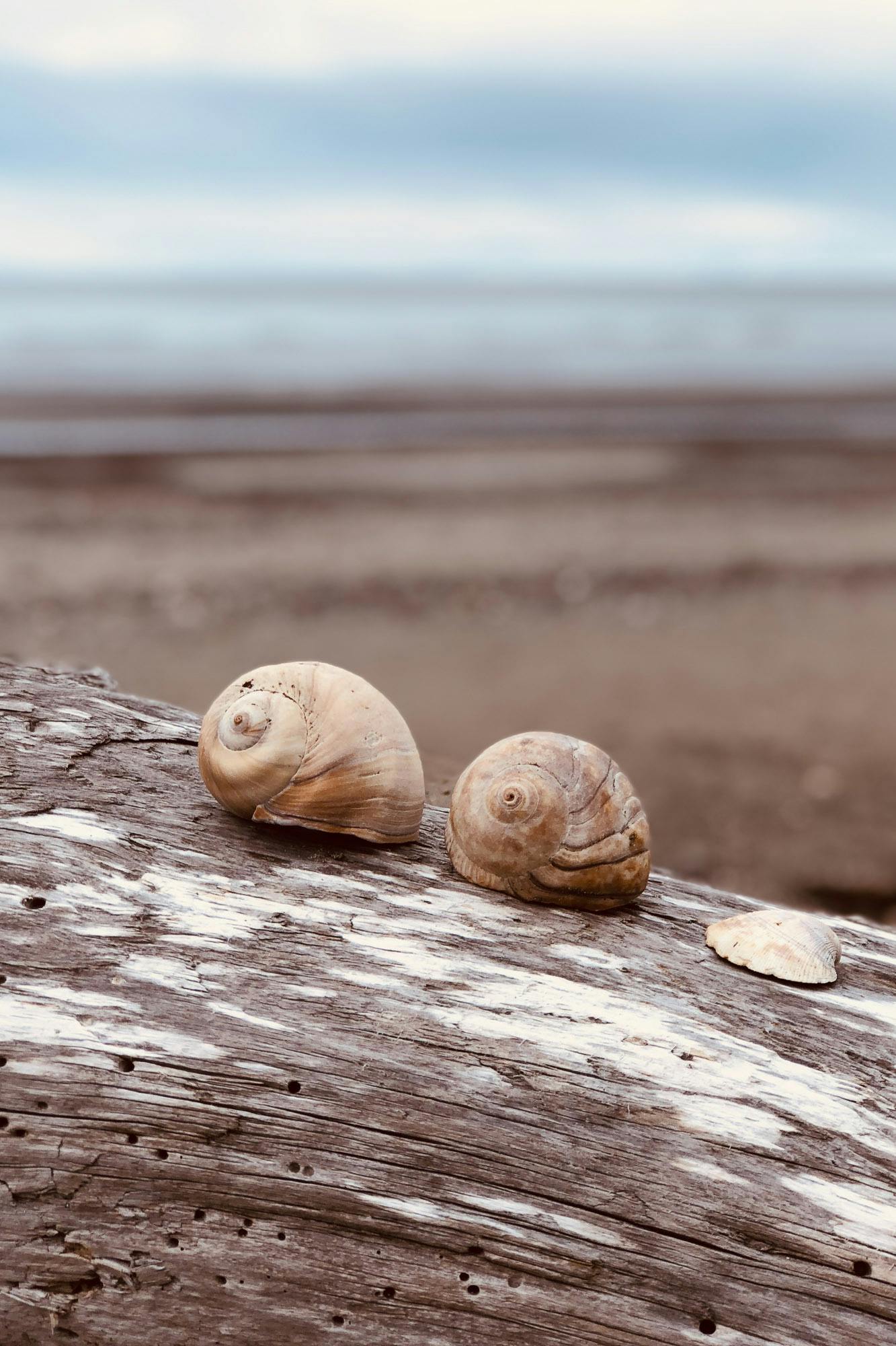 Snails on driptwood near a beach.