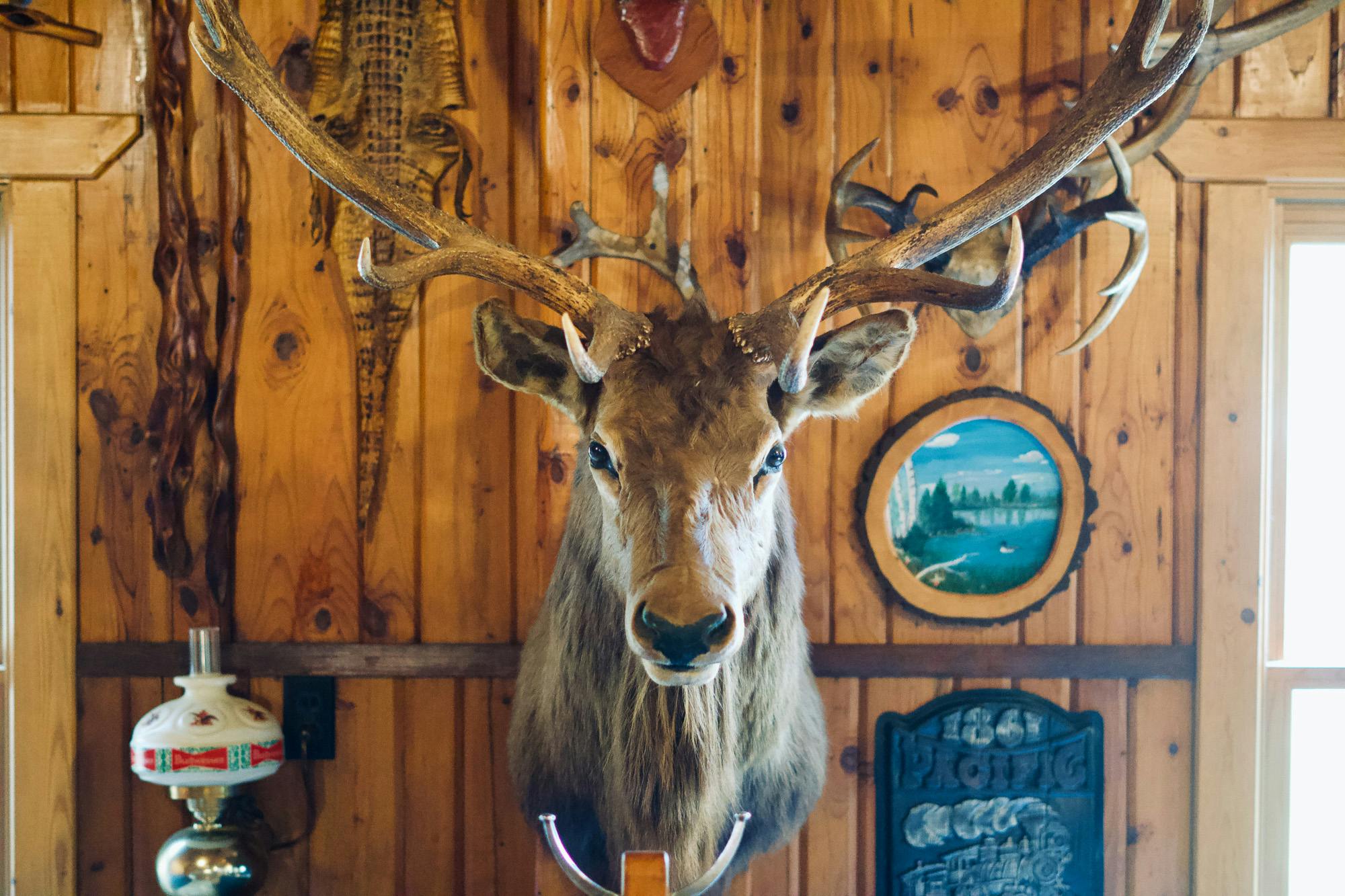 Antler Lodge decor: a deer head trophy.
