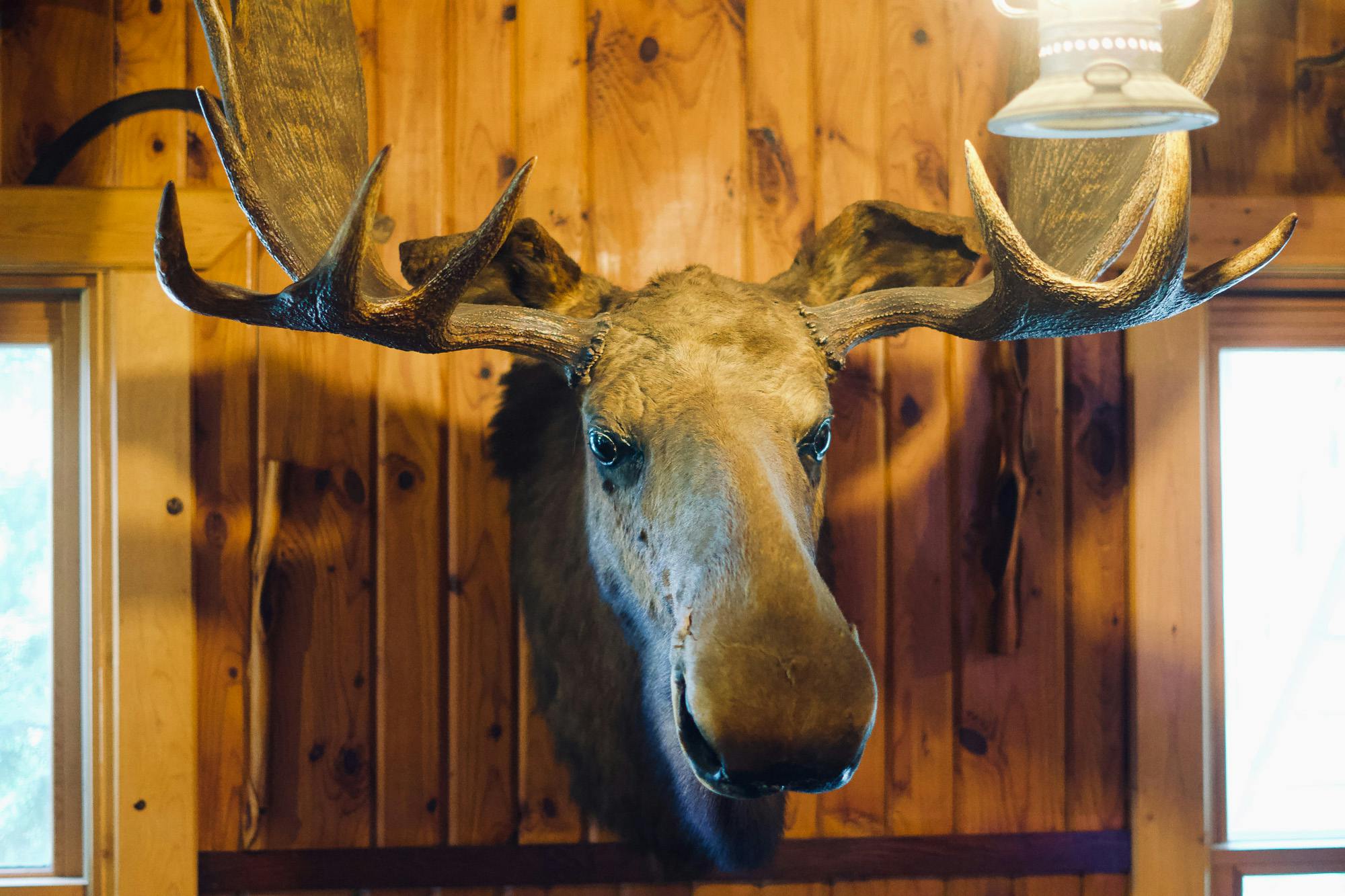 Antler Lodge decor: a moose head trophy.
