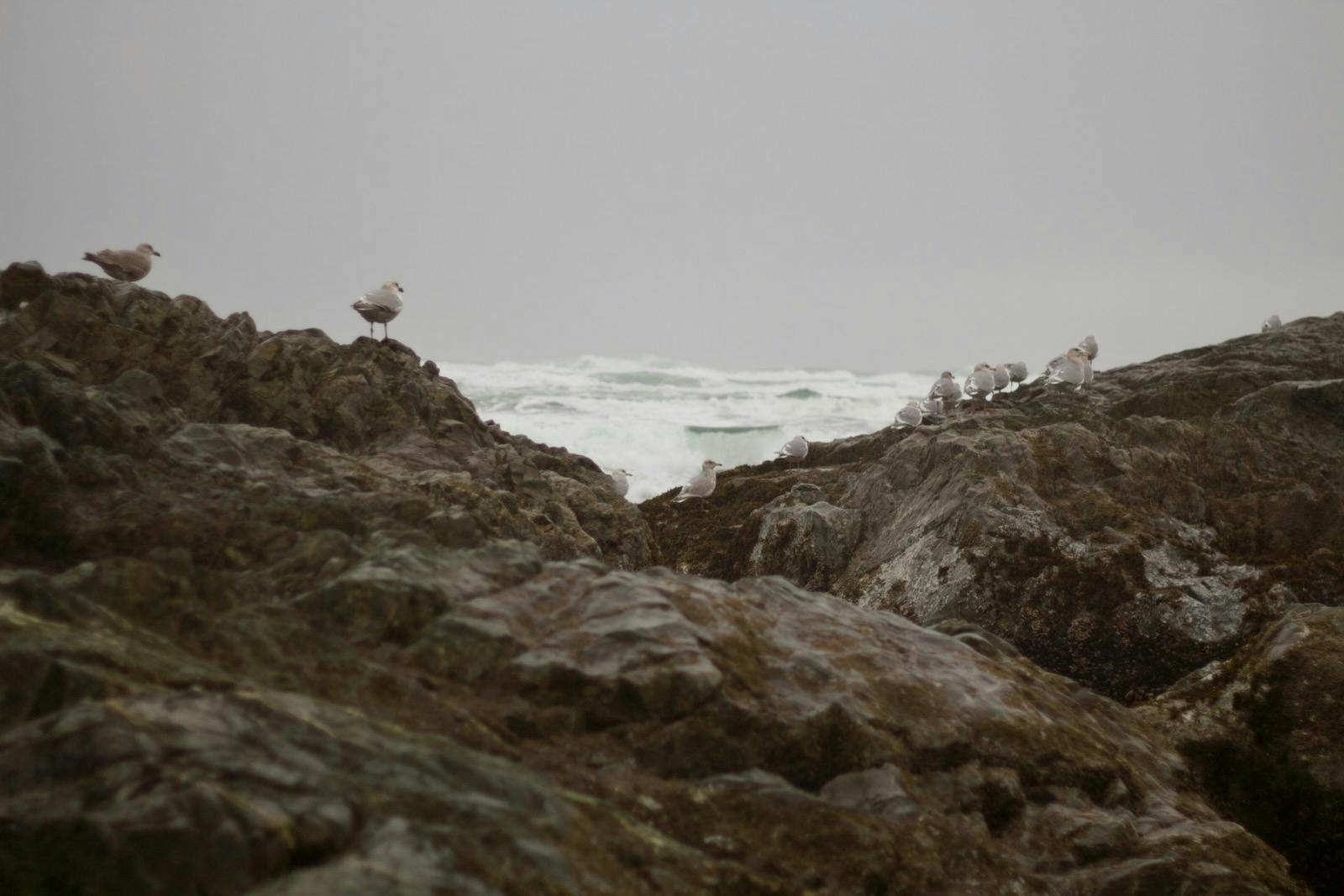 seagulls on rock