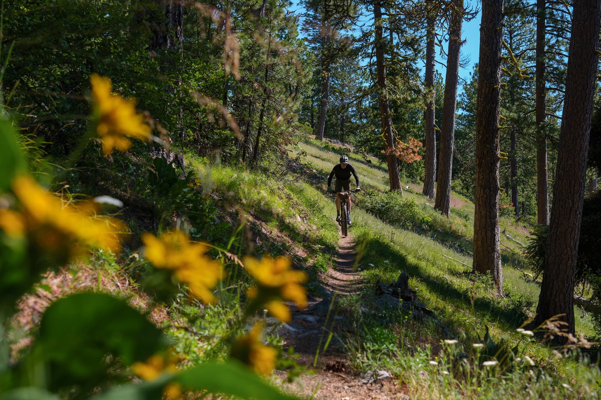 Framed by balsamroot blooms on a sunny climb
