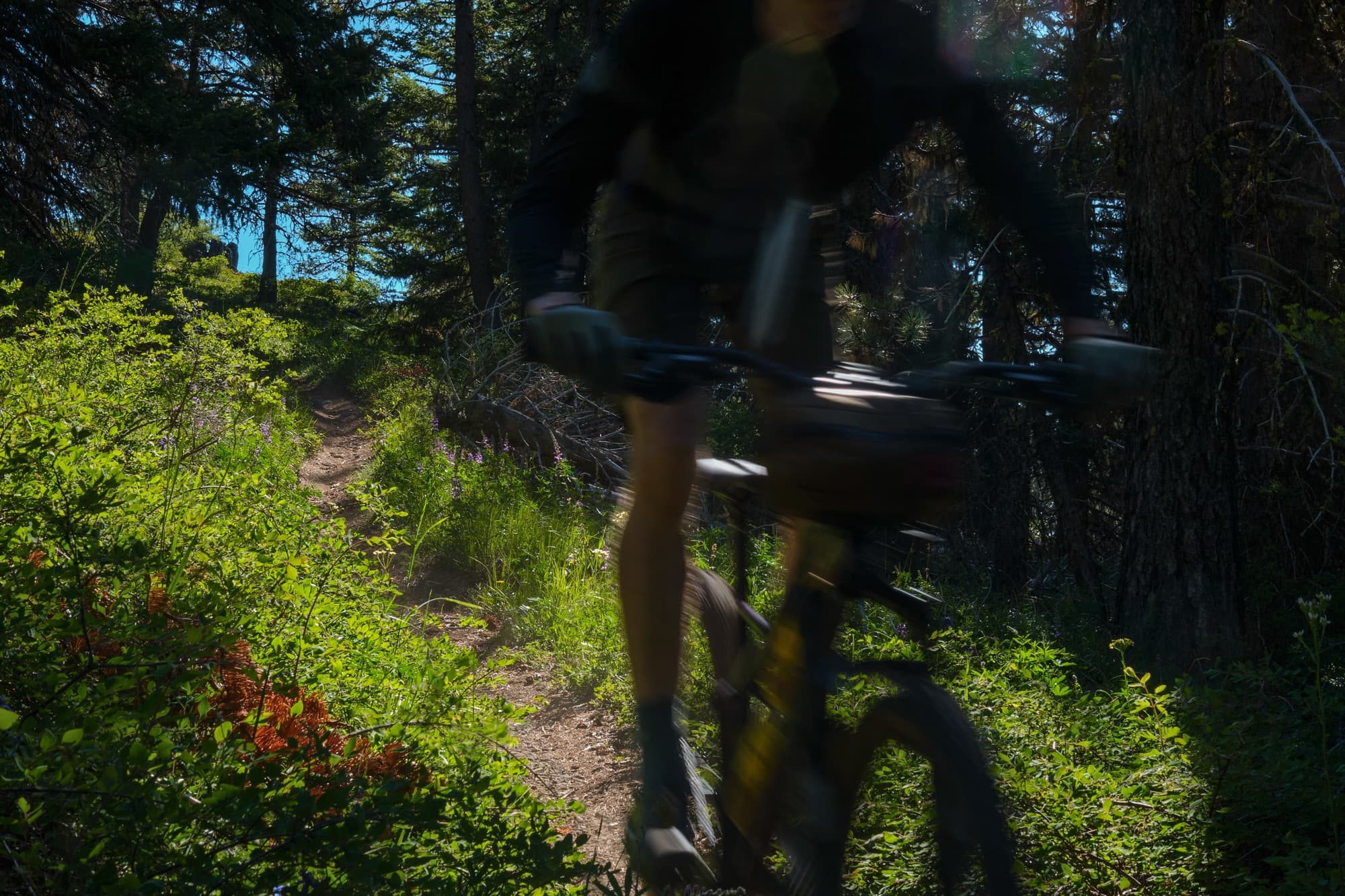 Blurring past in the trailside greenery