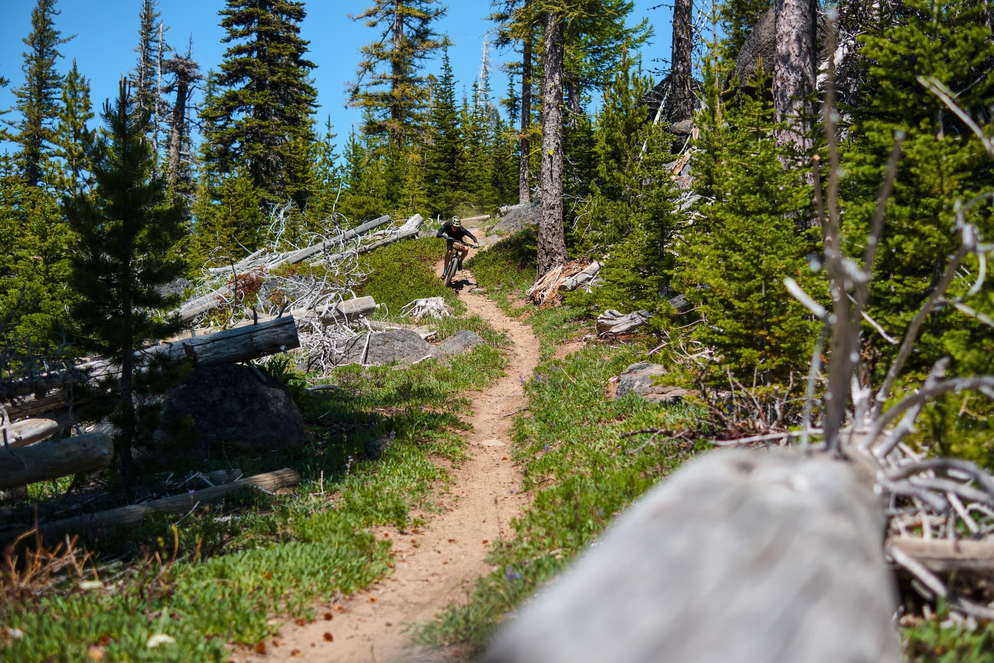 Empty singletrack winding away through the pines