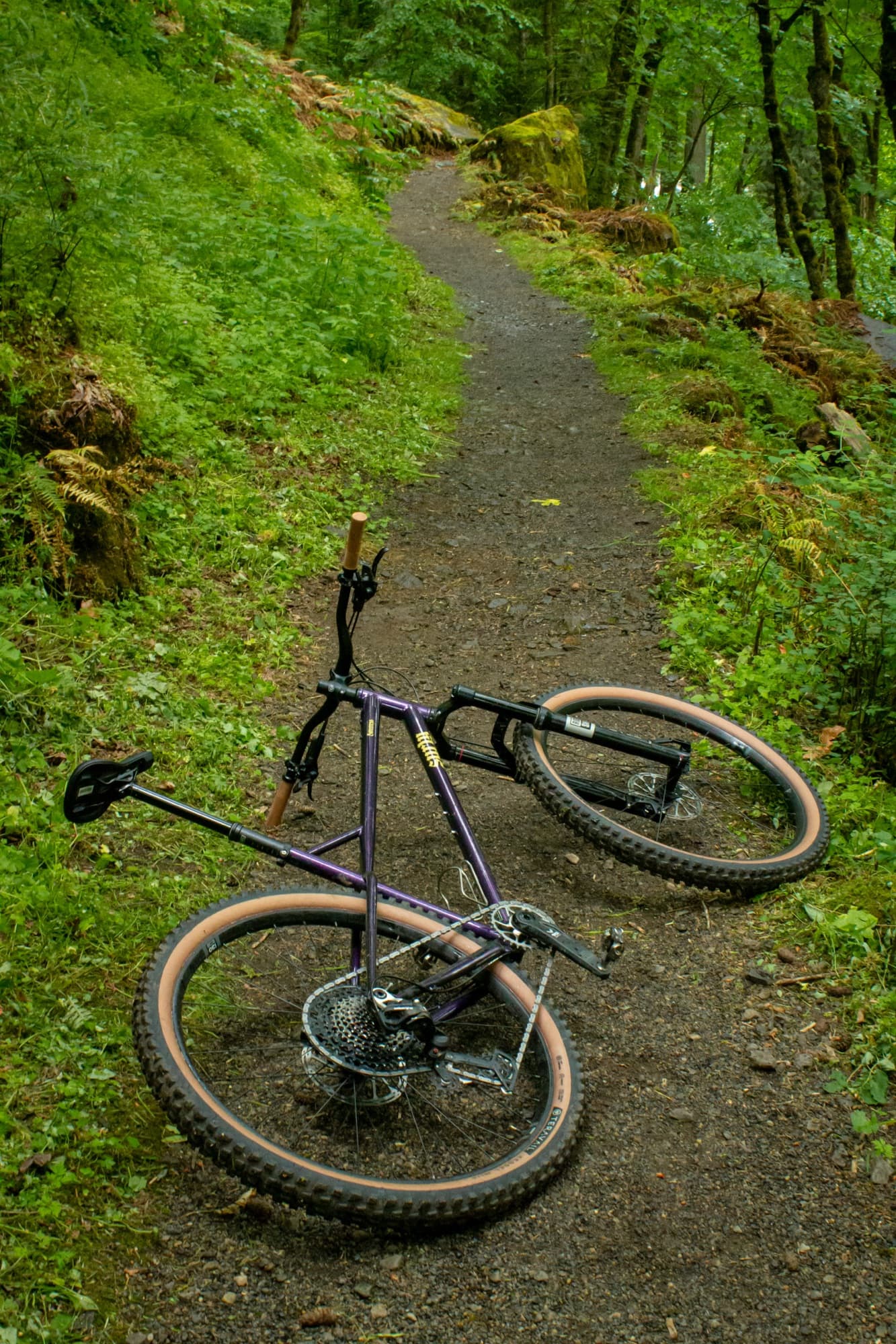 Down among the ferns on a Pacific Northwest trail
