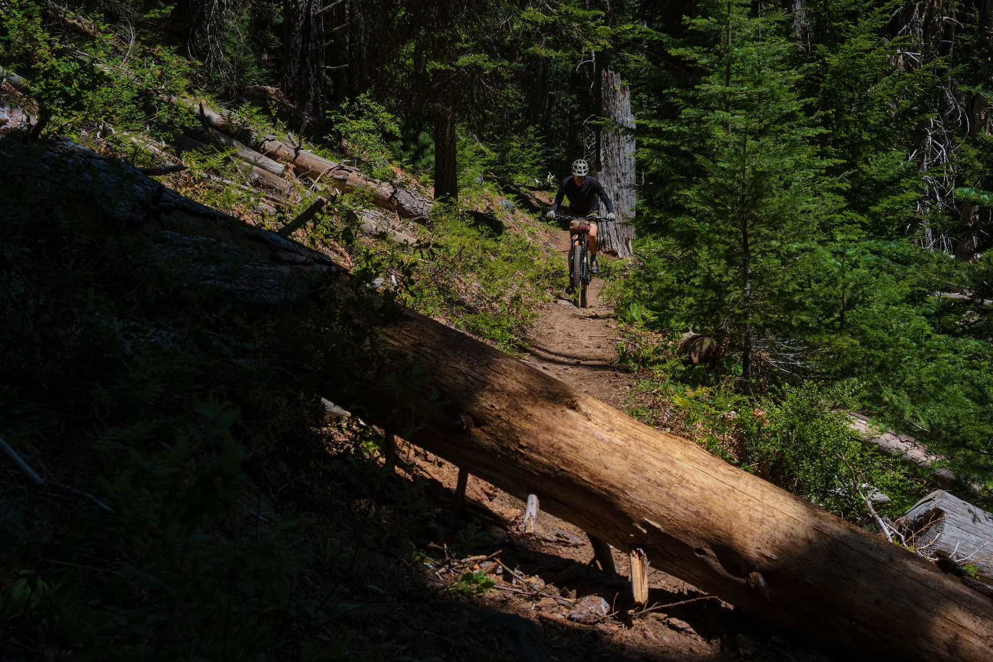 A distant rider on a log-strewn forest trail