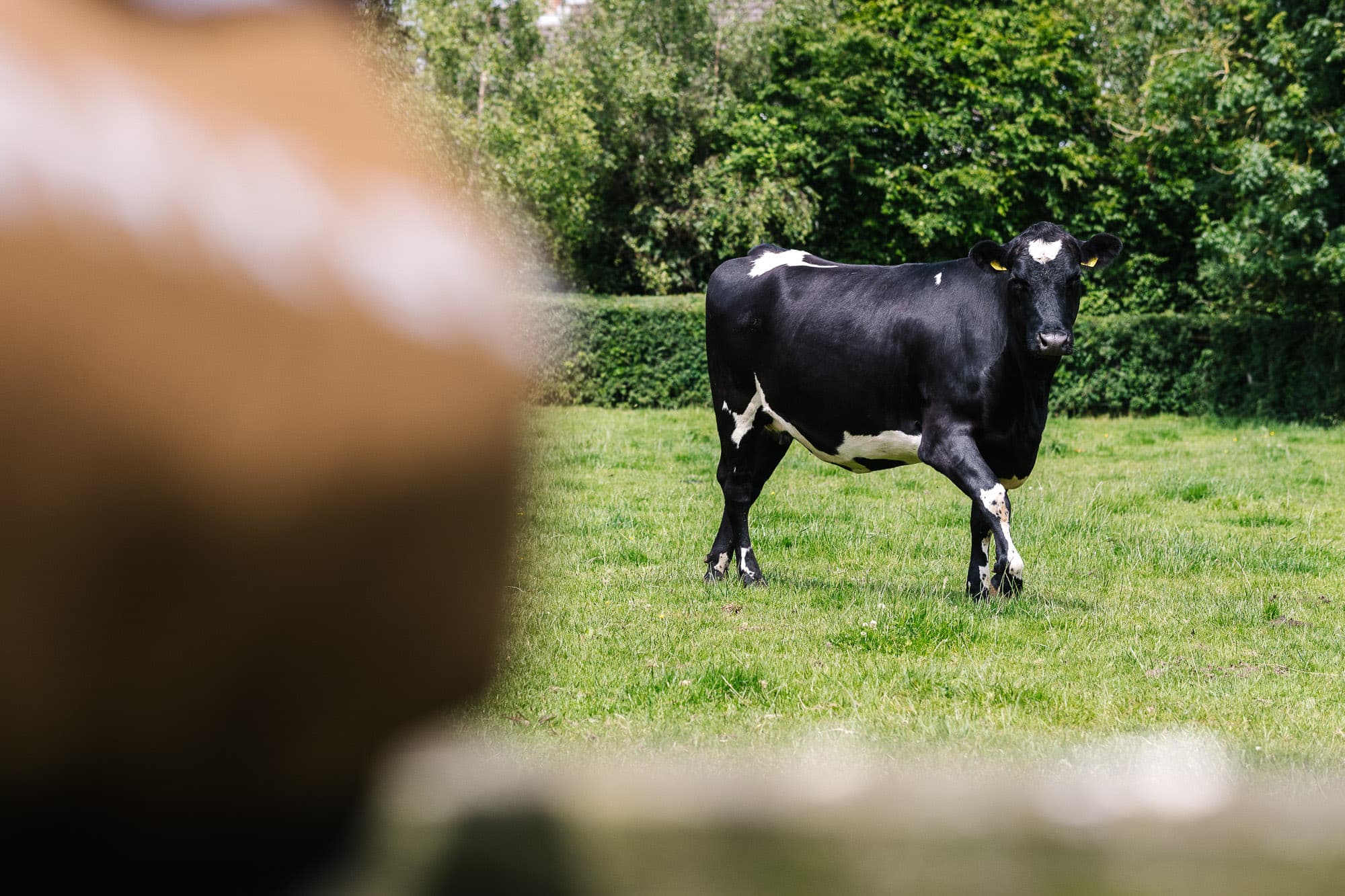 A cow in Ireland.