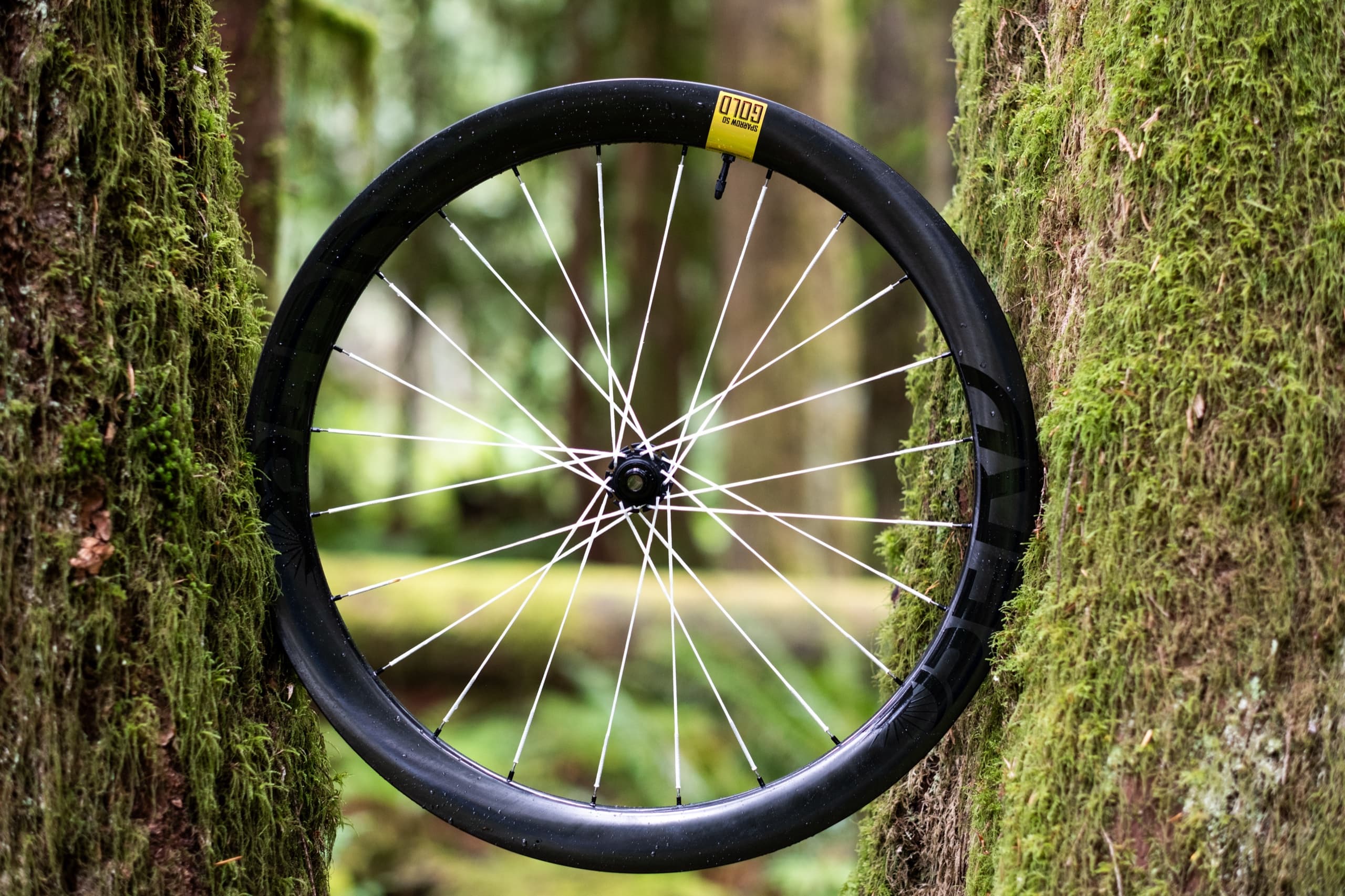 A Berd Sparrow 50 Gold wheel wedged between mossy Vancouver Island tree trunks.