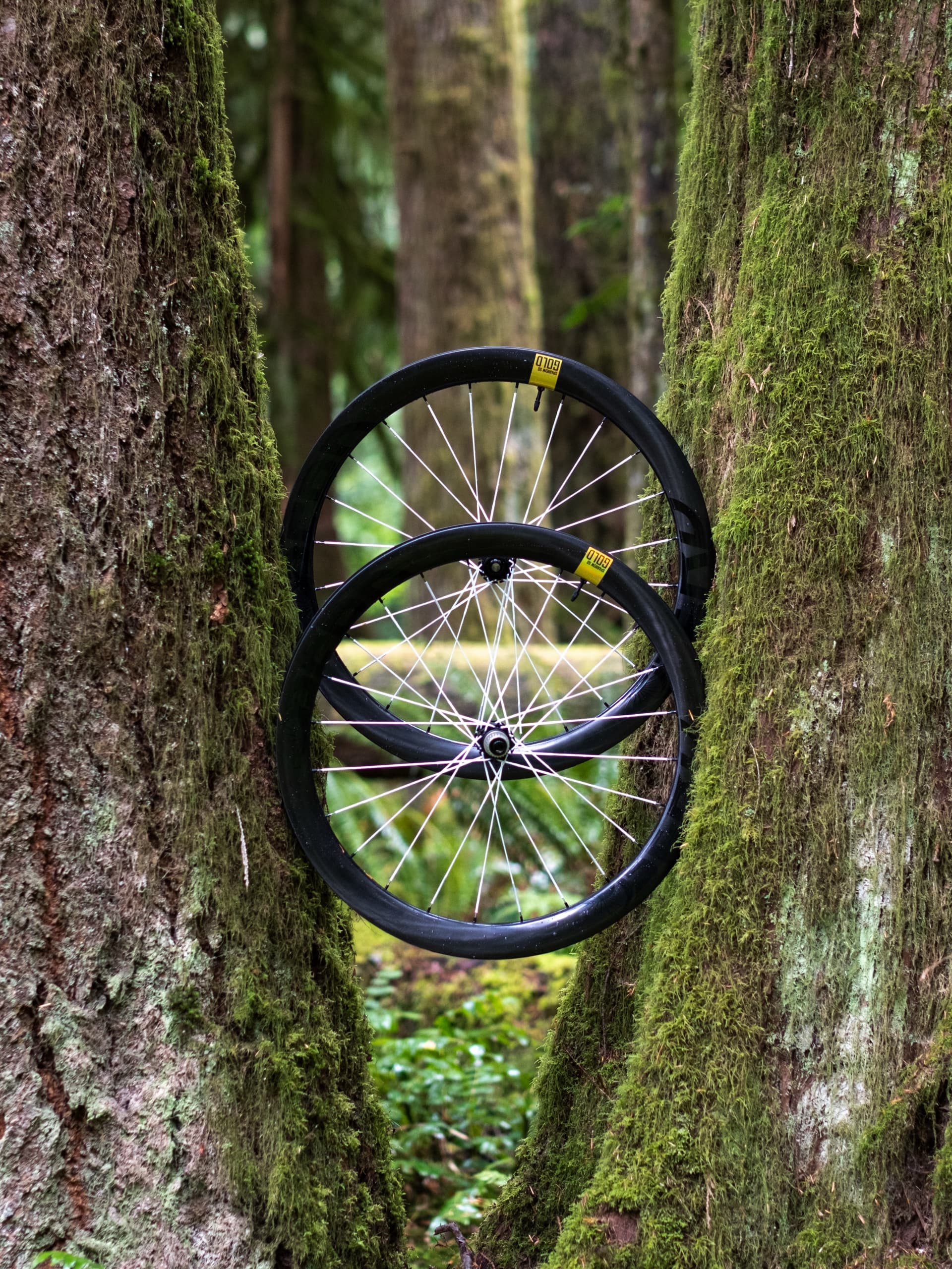 Both Sparrow 50 Gold wheels stacked between two mossy trunks.