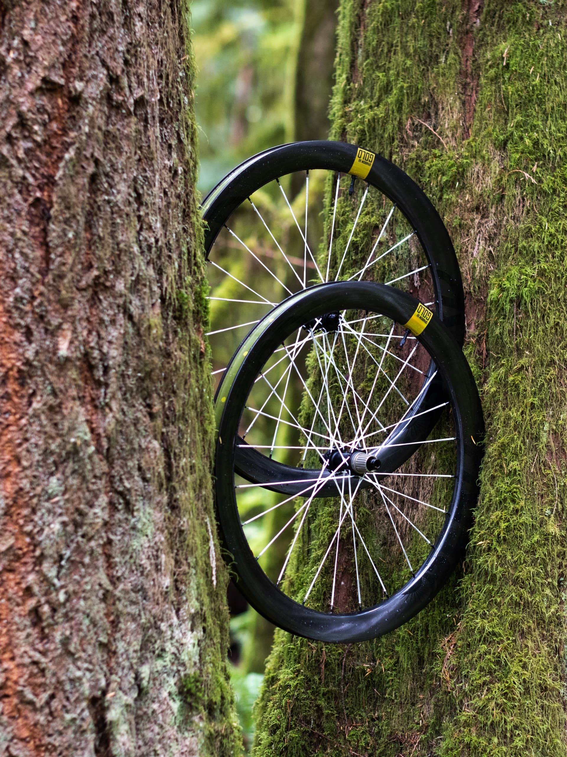 The Sparrow 50 Gold wheelset stacked between mossy trunks, side angle.