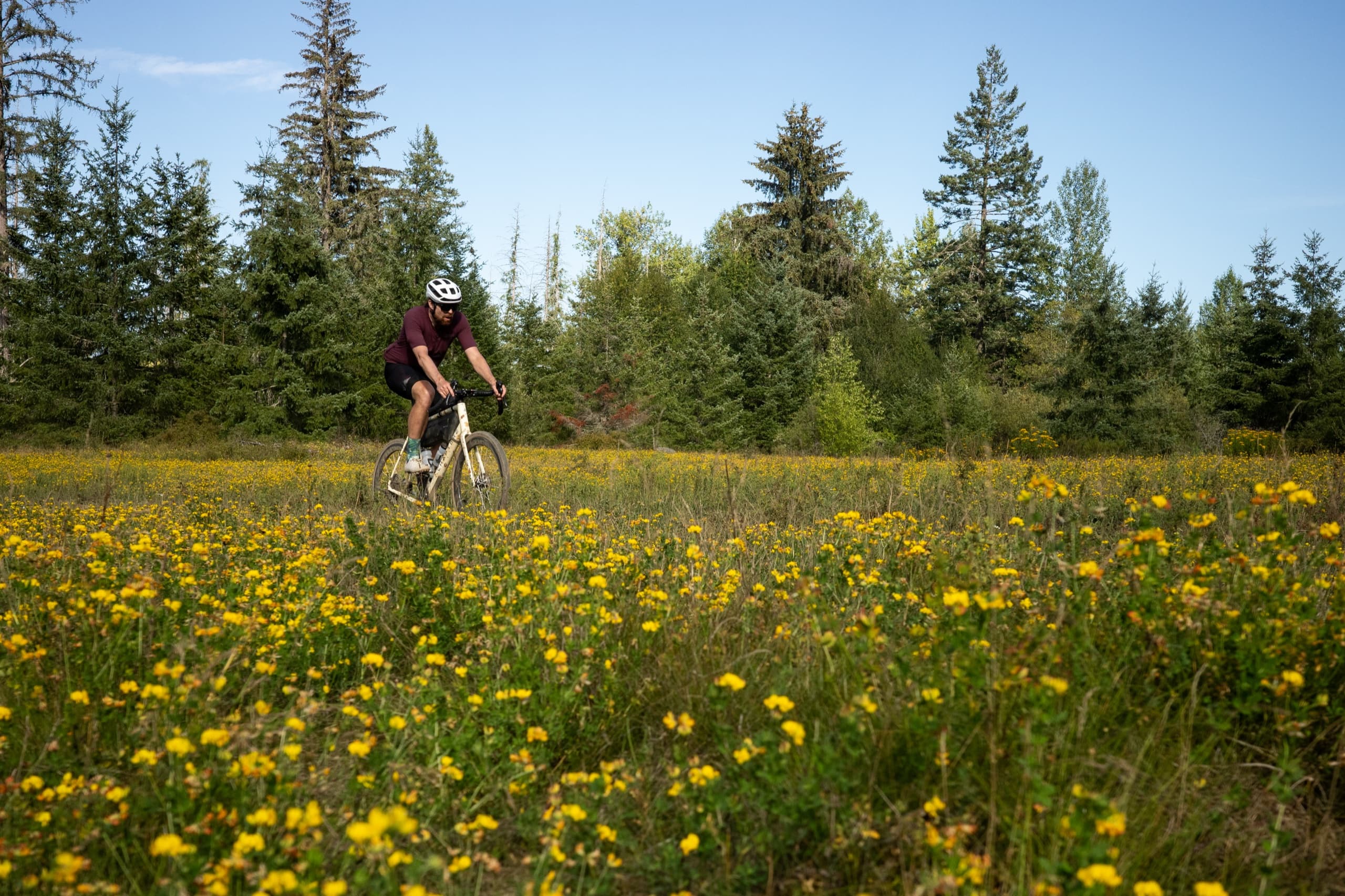 Riding past a meadow of yellow wildflowers.