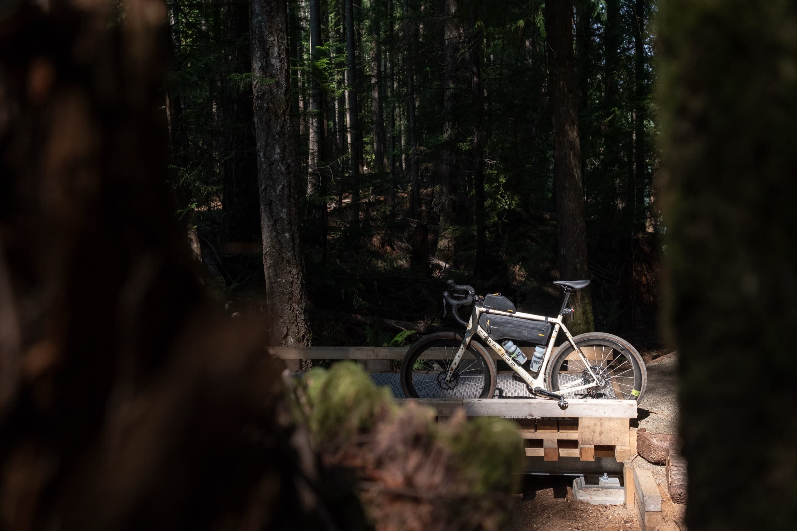 The bike framed through trailside foliage.