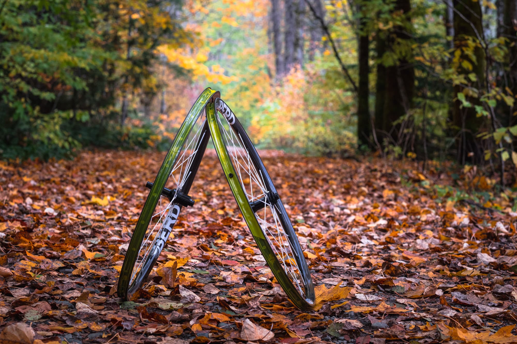 The Berd Sparrow Carbon Wheelset propped on autumn leaves in a Vancouver Island forest.