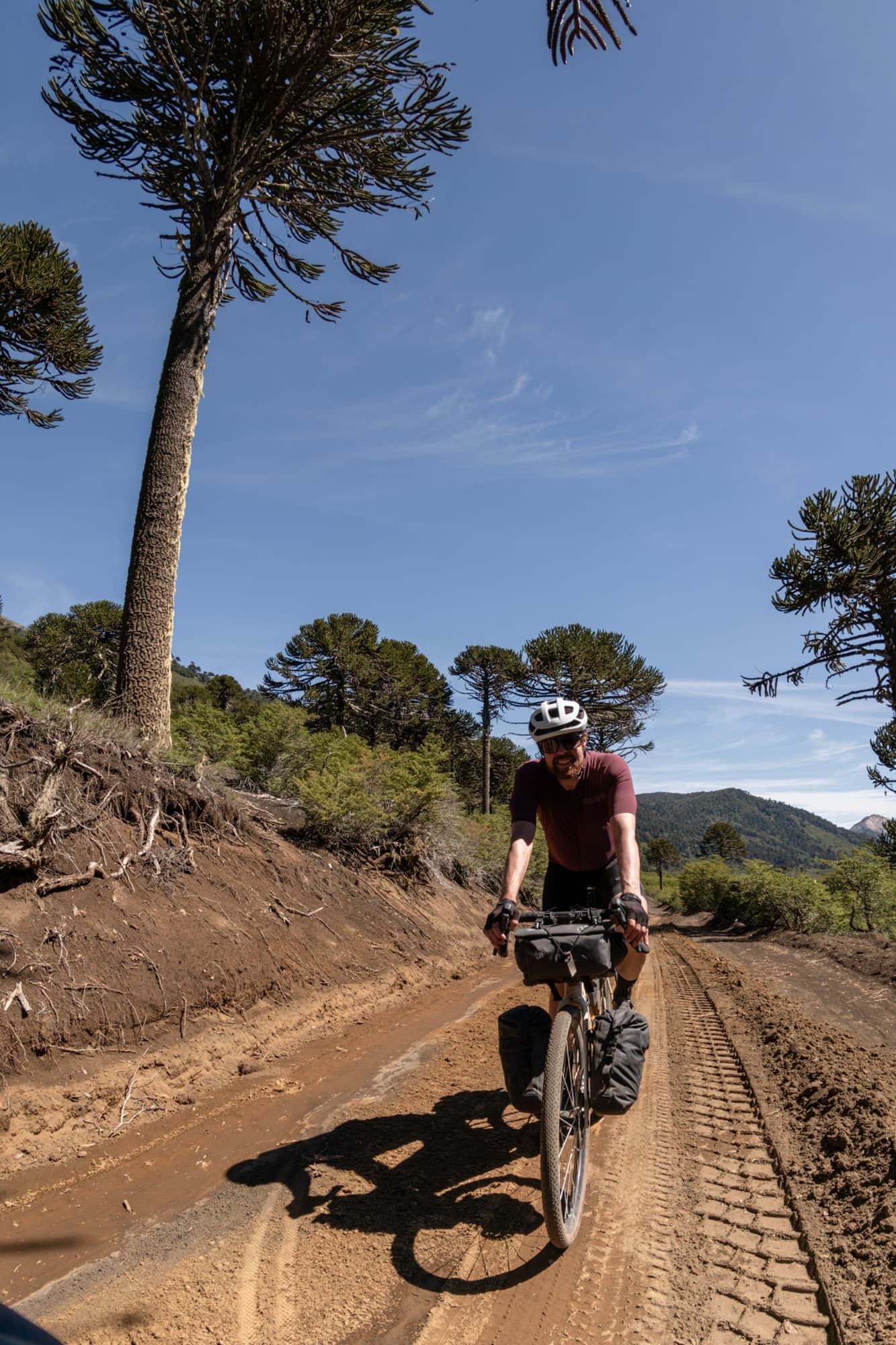 Riding through Monkey Puzzle trees on muddy Araucaria gravel.