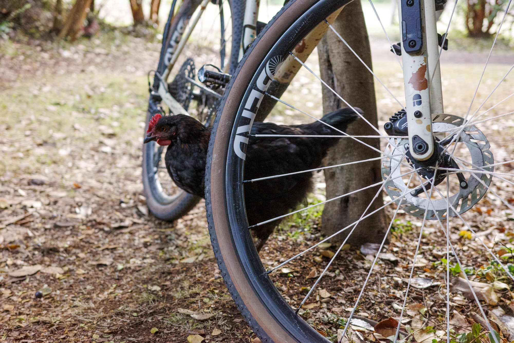 A curious black hen wandering between the wheels of the loaded Kaha at a rural Patagonian stop.