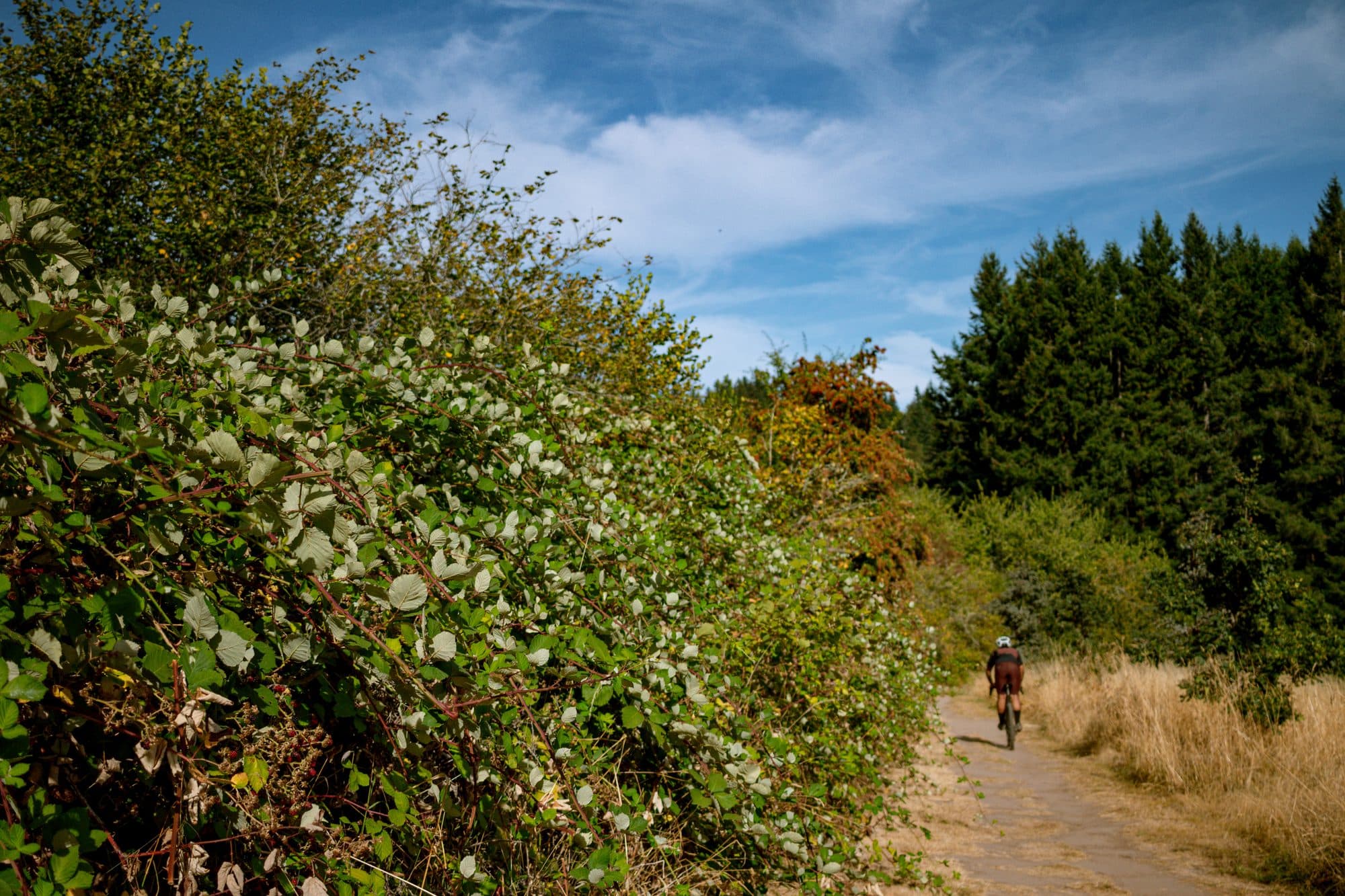 Passing the blackberry bushes on a sunny road.