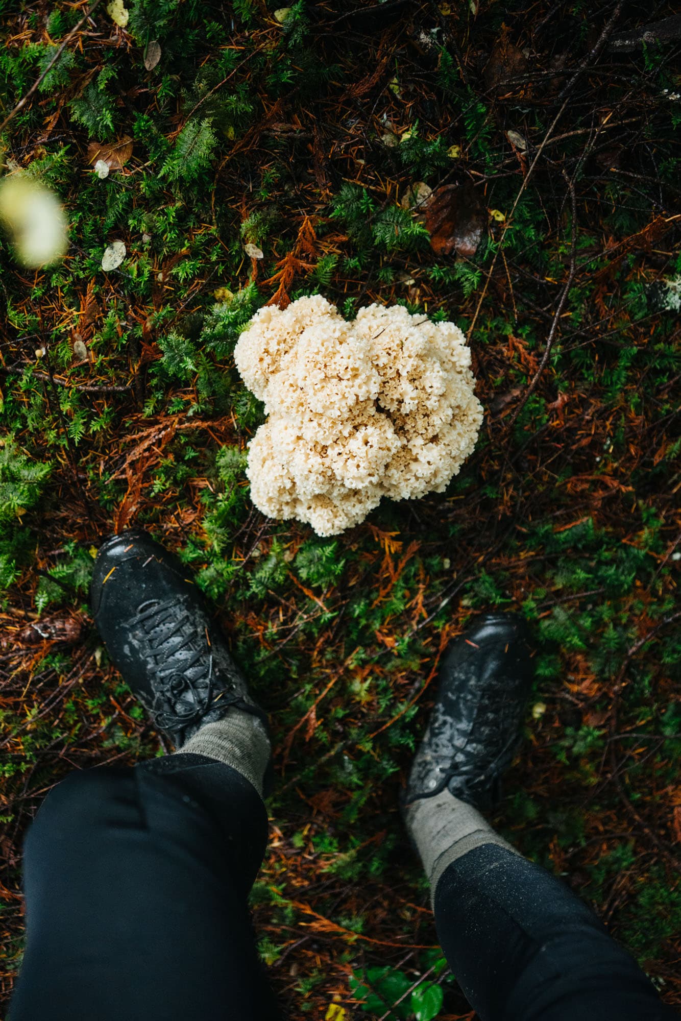 Wow. A huge mushroom.
