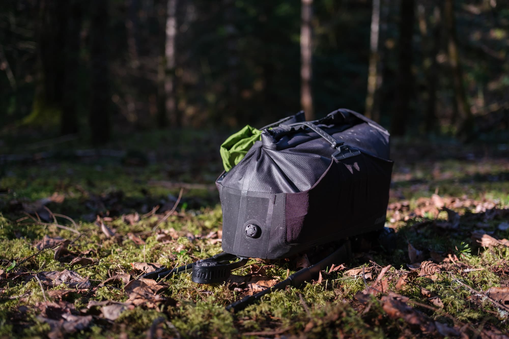 Jeffs tailfin on the forest floor.