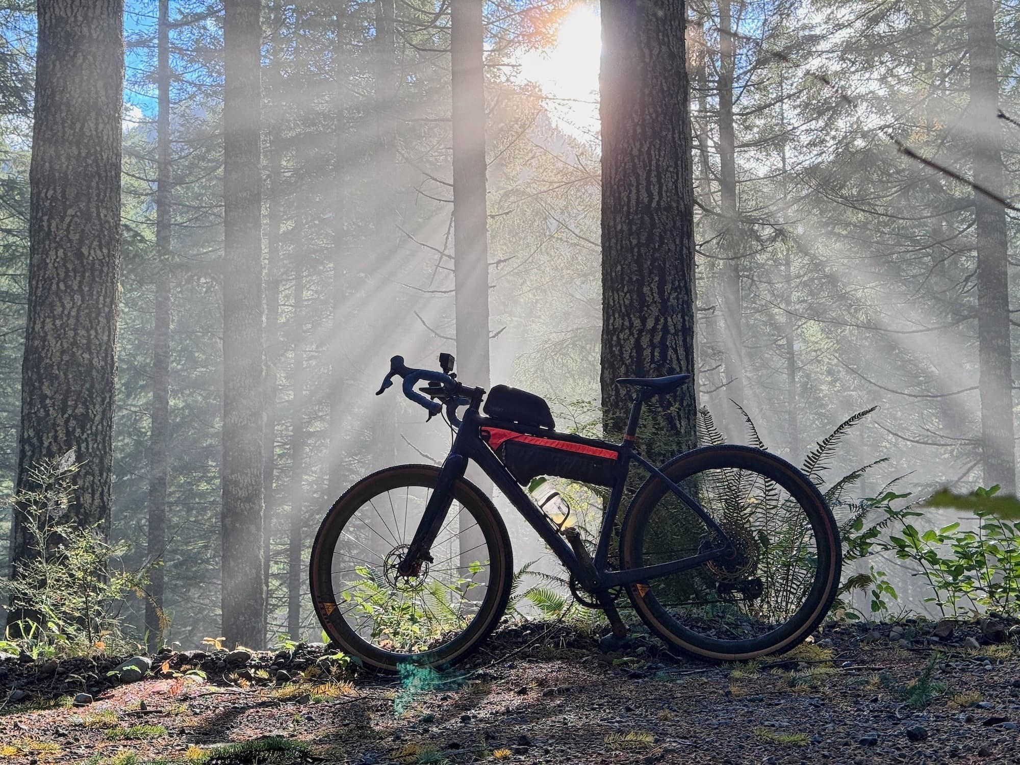Sunbeams through the mist in the tall timber